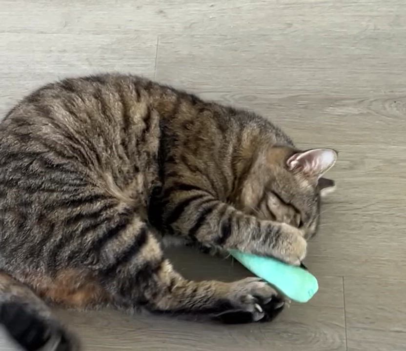 Enlarge Billy, a ADOPTABLE Tabby in Marble Falls, TX video 3/4
