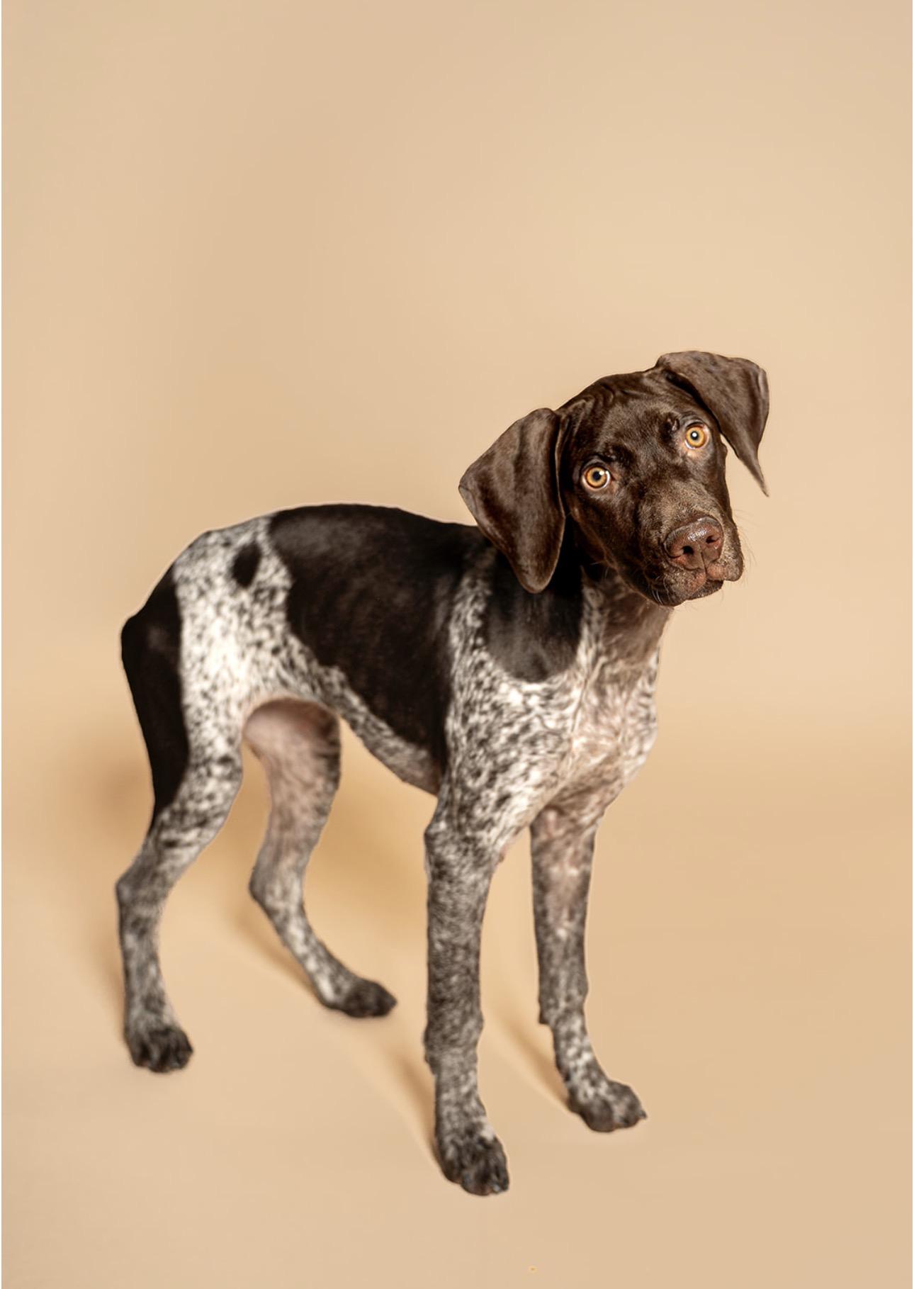 Enlarge Lady, an adopted German Shorthaired Pointer in MOORESVILLE, NC image 3/5