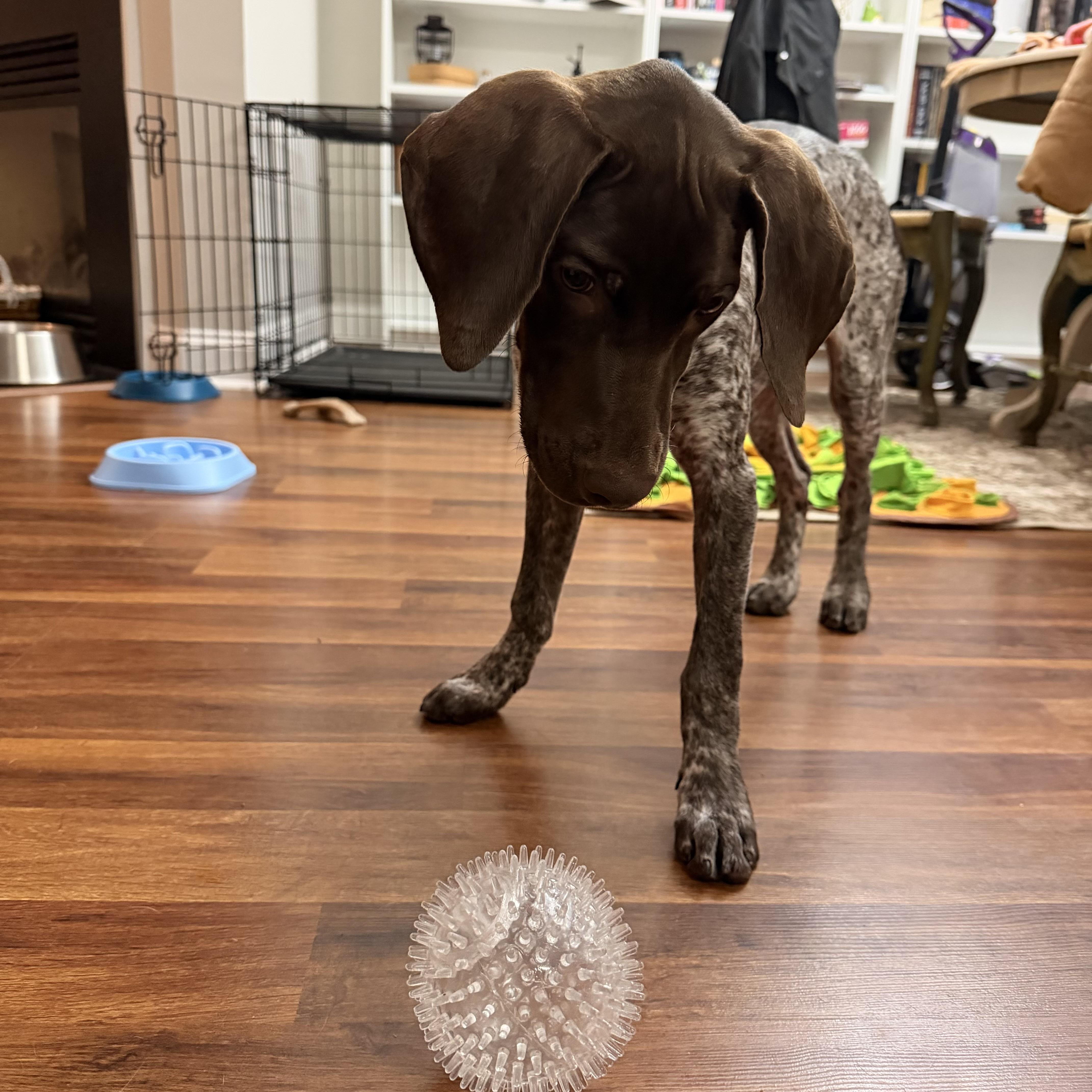 Enlarge Lady, an adopted German Shorthaired Pointer in MOORESVILLE, NC image 5/5