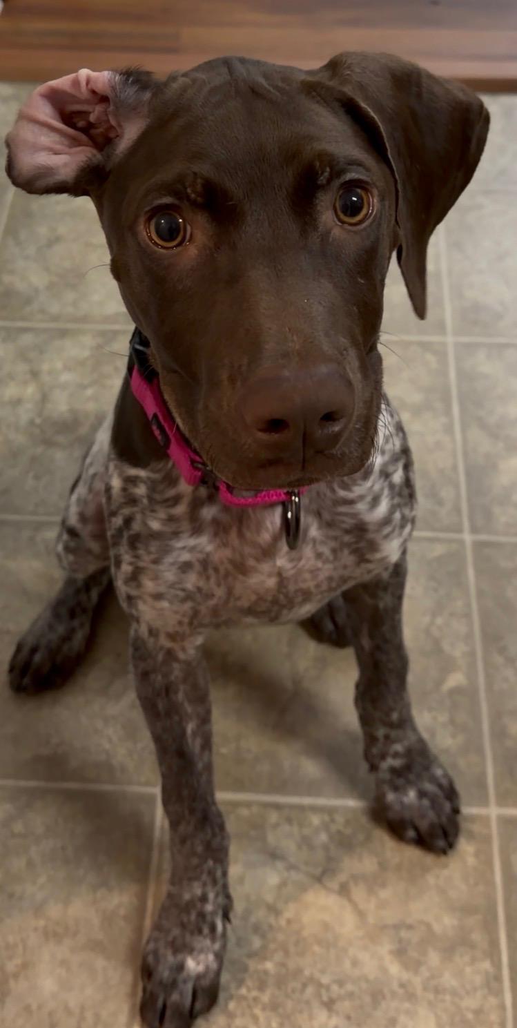 Enlarge Lady, an adopted German Shorthaired Pointer in MOORESVILLE, NC image 4/5