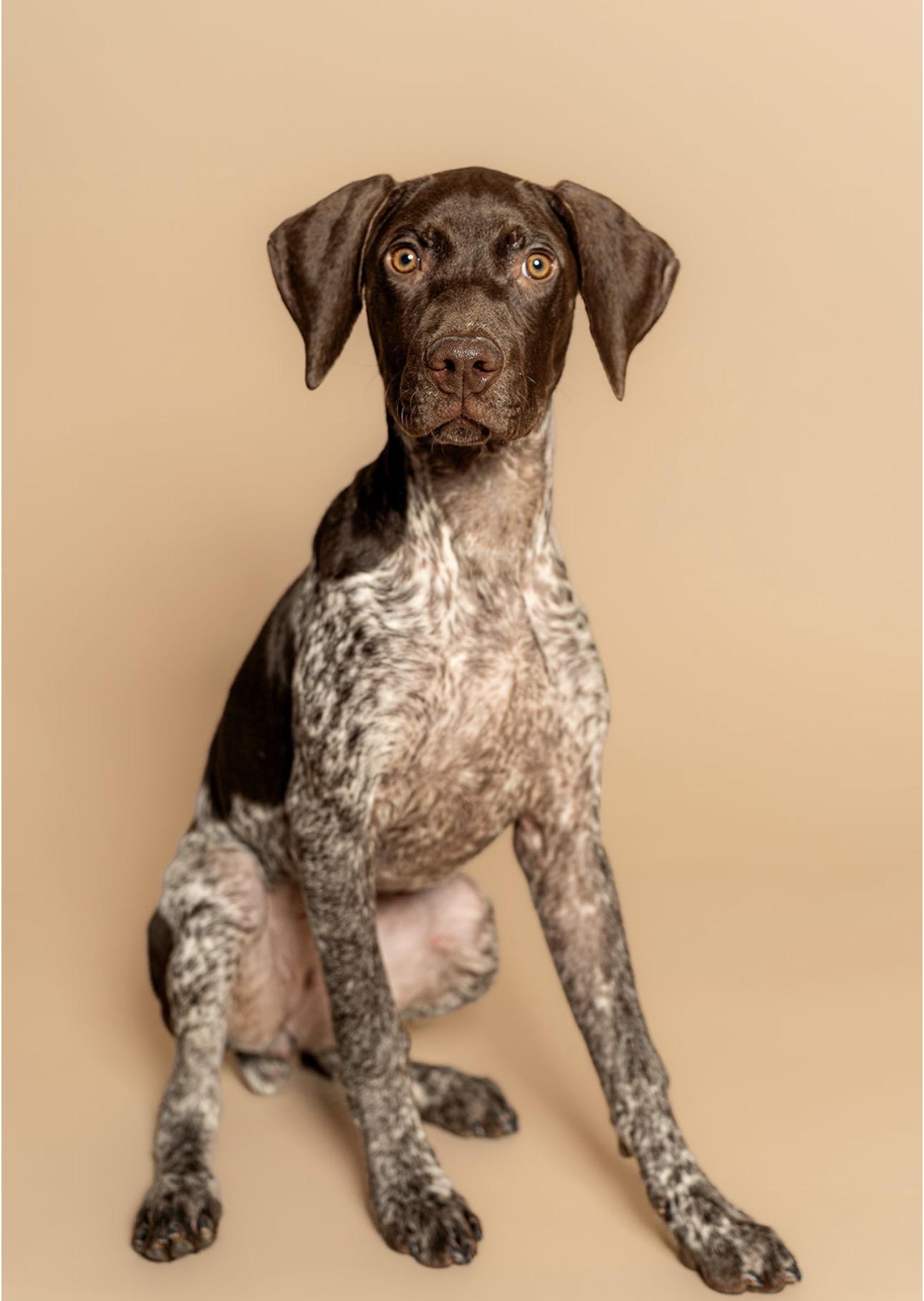 Enlarge Lady, an adopted German Shorthaired Pointer in MOORESVILLE, NC image 2/5