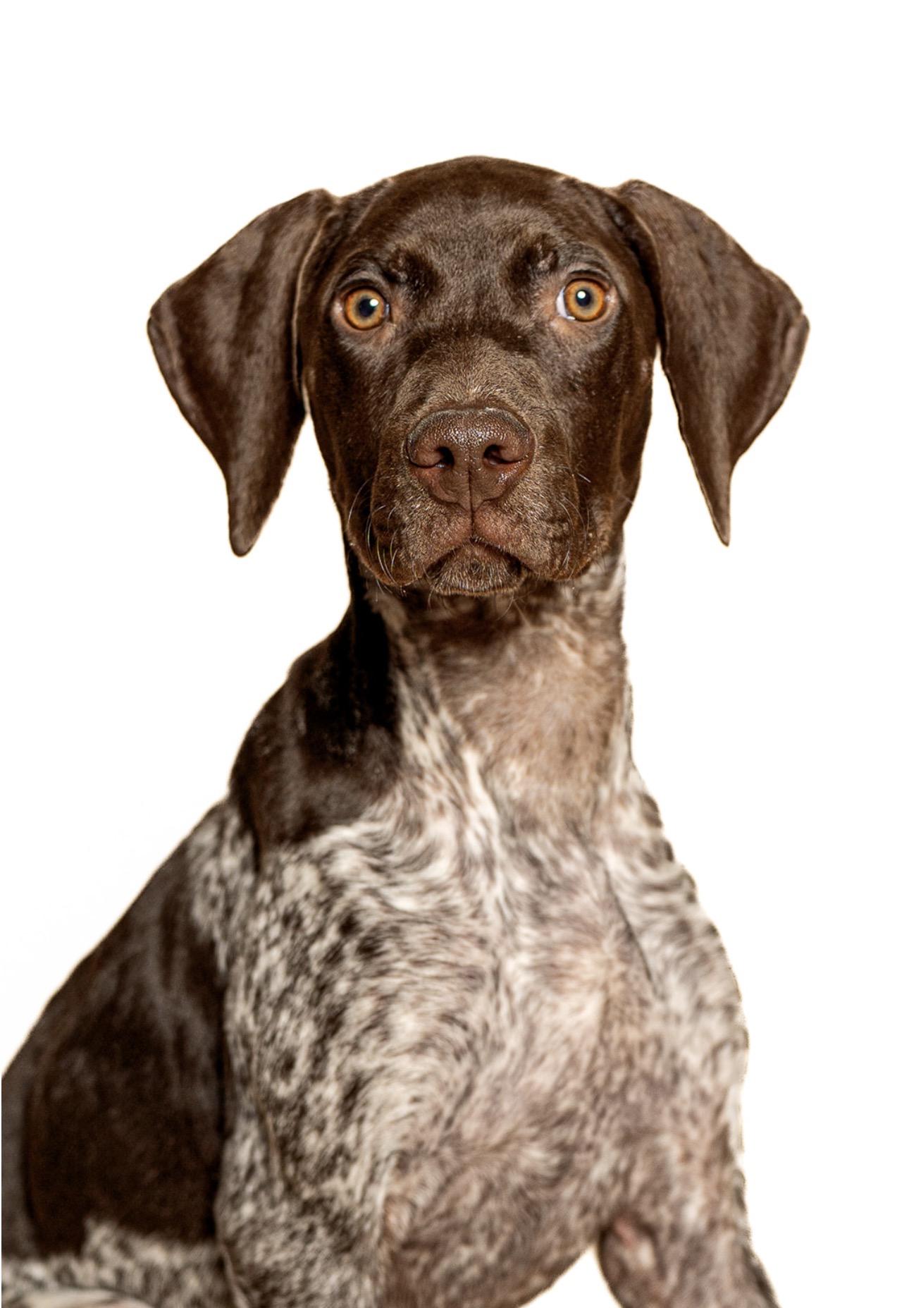 Lady, adopted, Young Female German Shorthaired Pointer.