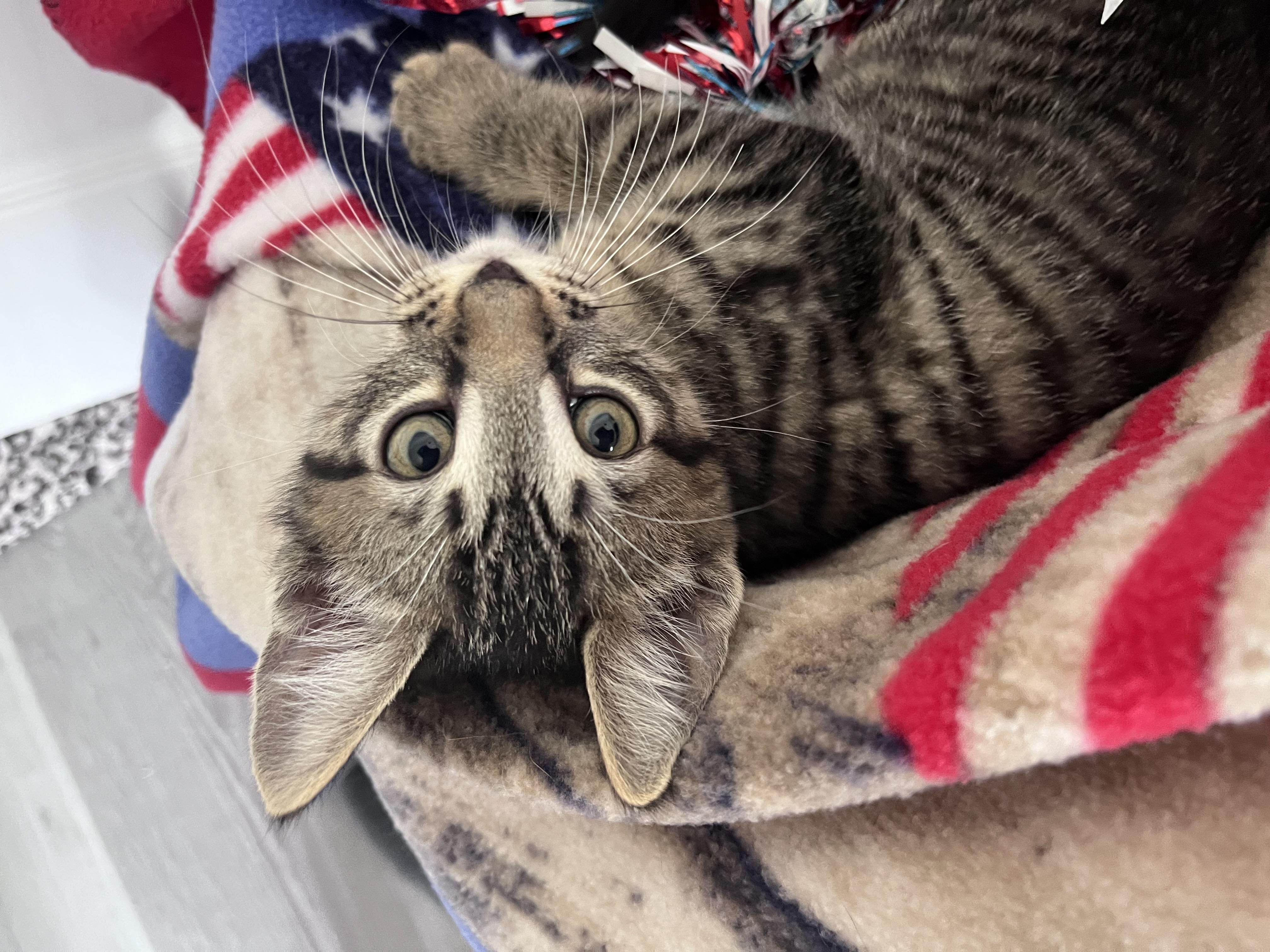 Enlarge Little Toby, an adopted mixed breed in Rocky Hill, CT image 4/5