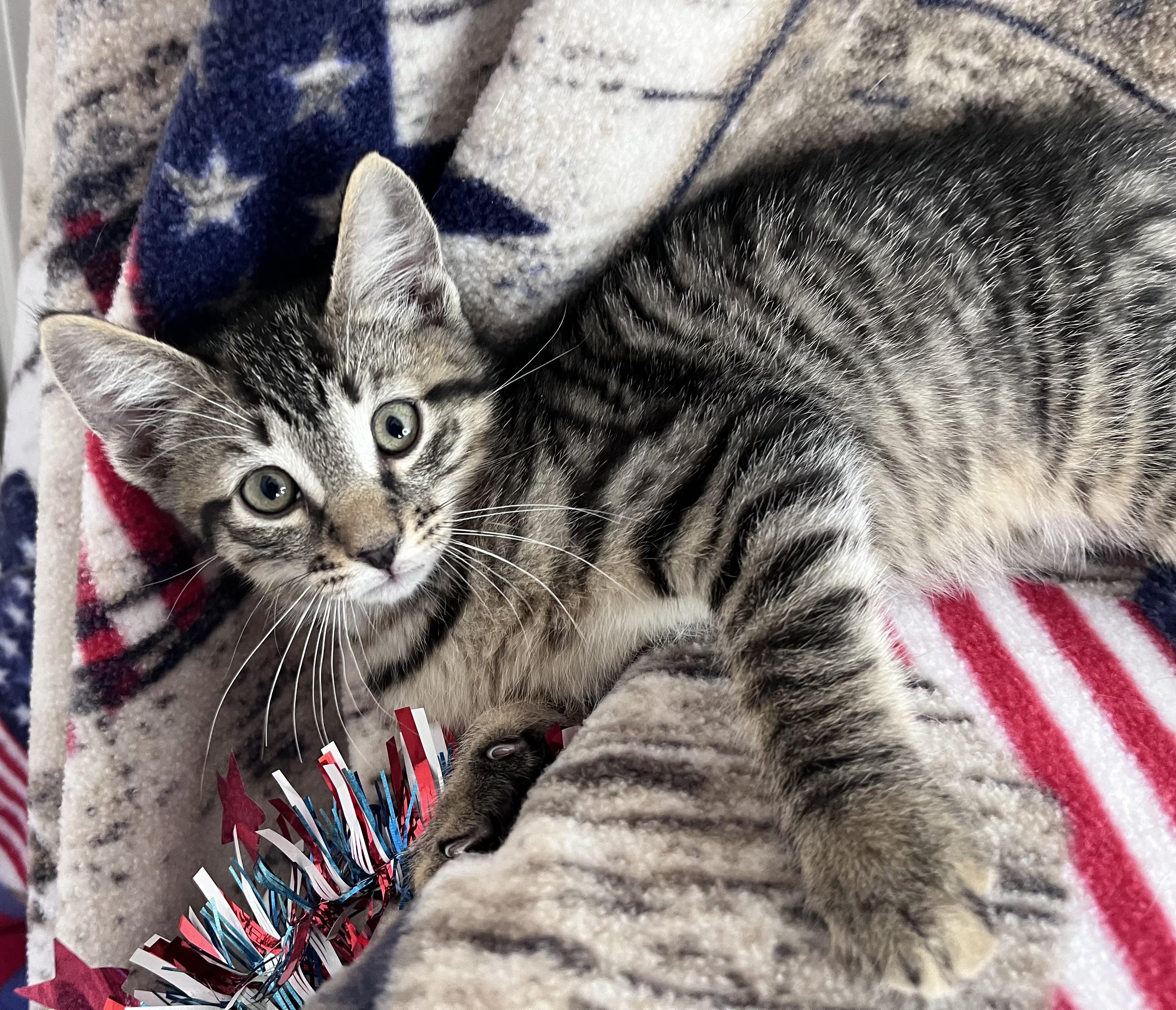 Enlarge Little Toby, an adopted mixed breed in Rocky Hill, CT image 1/5