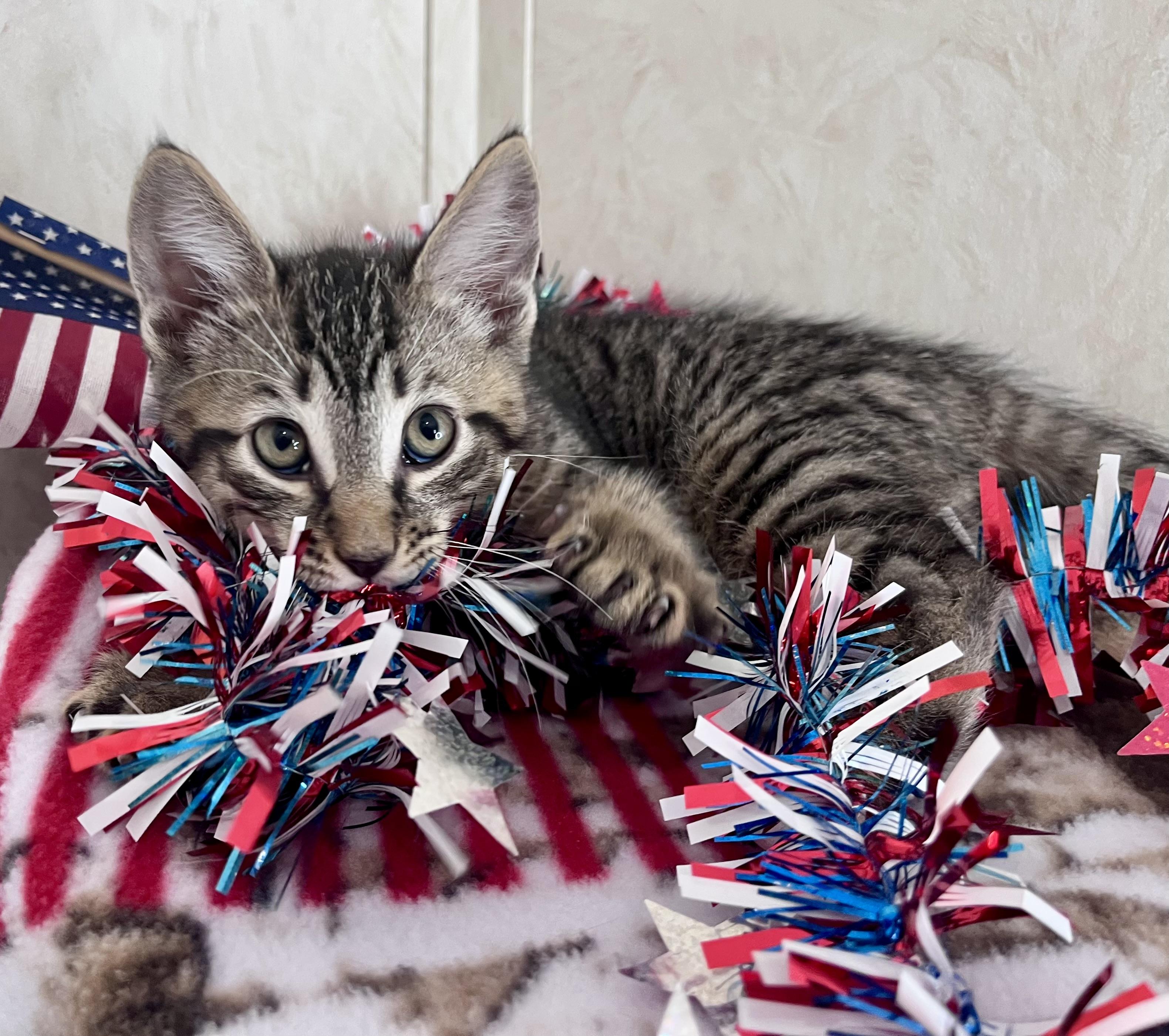 Enlarge Little Toby, an adopted mixed breed in Rocky Hill, CT image 3/5