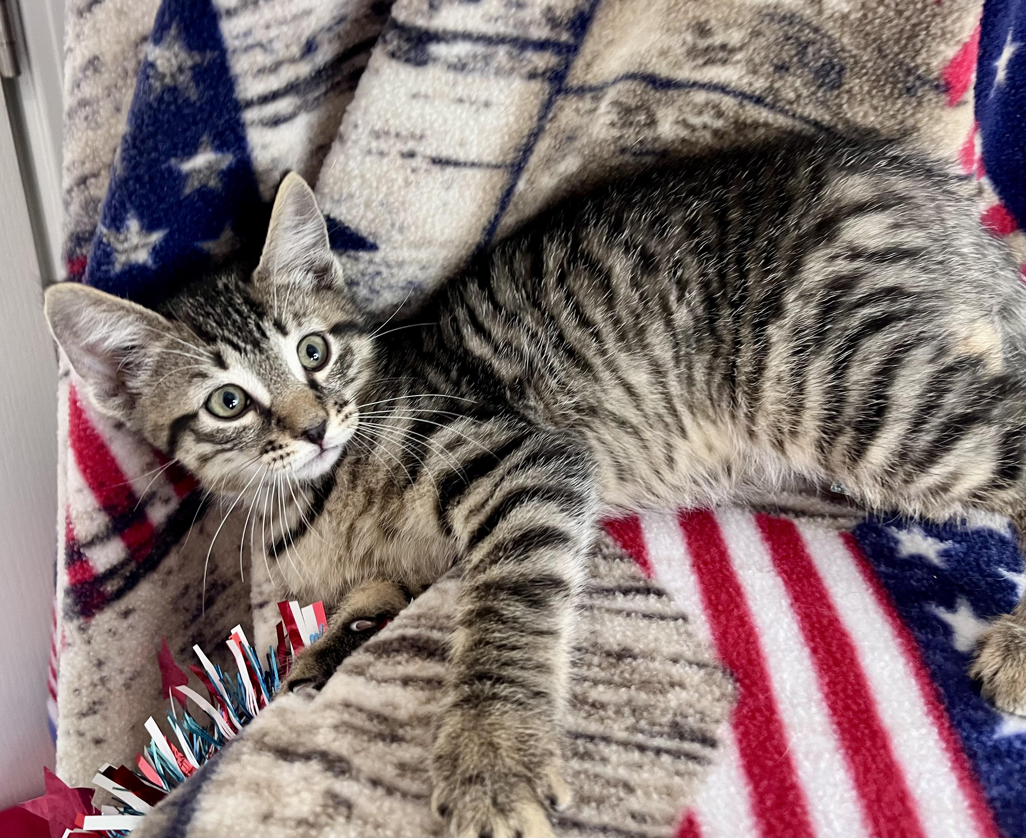 Enlarge Little Toby, an adopted mixed breed in Rocky Hill, CT image 2/5