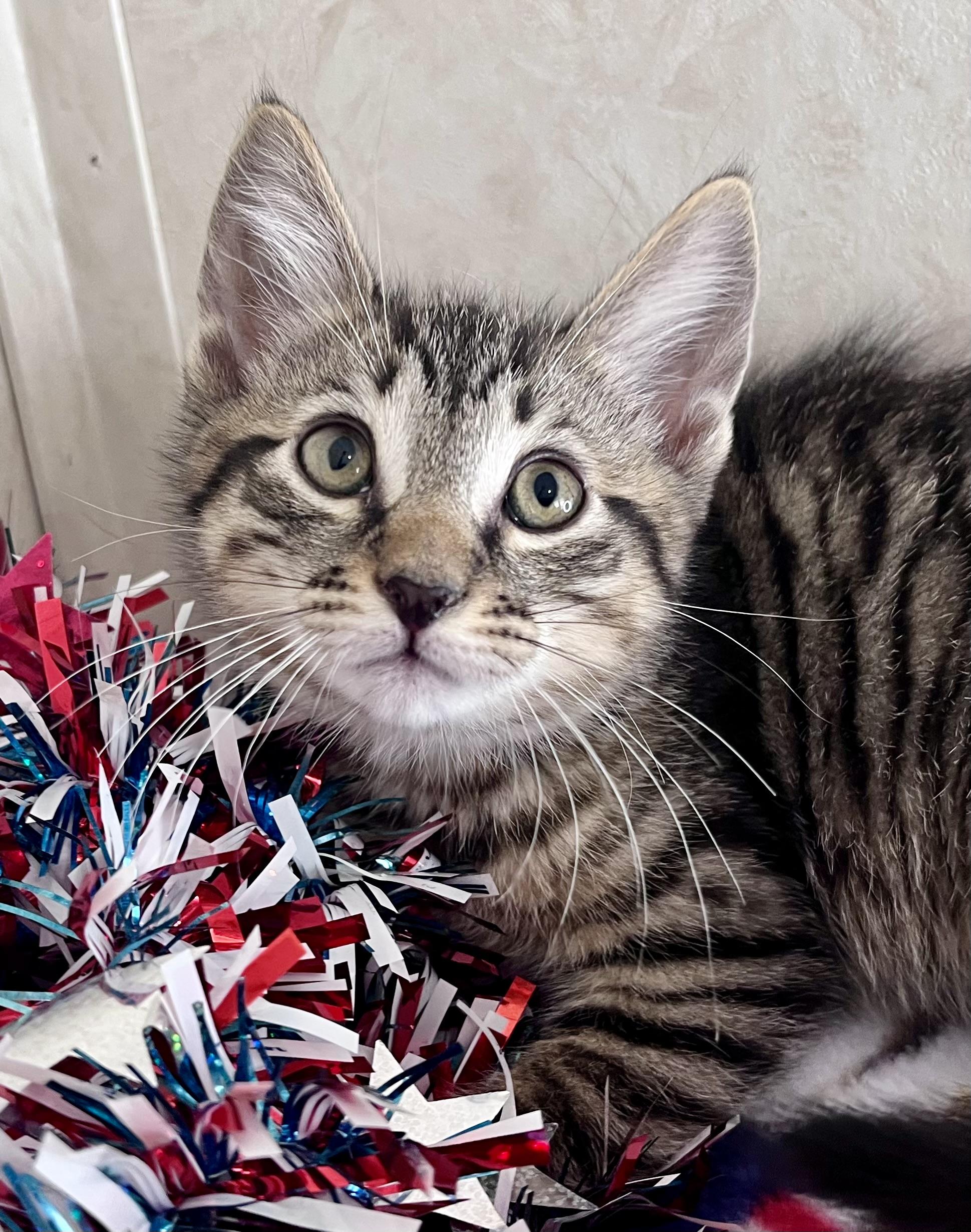 Enlarge Little Toby, an adopted mixed breed in Rocky Hill, CT image 5/5
