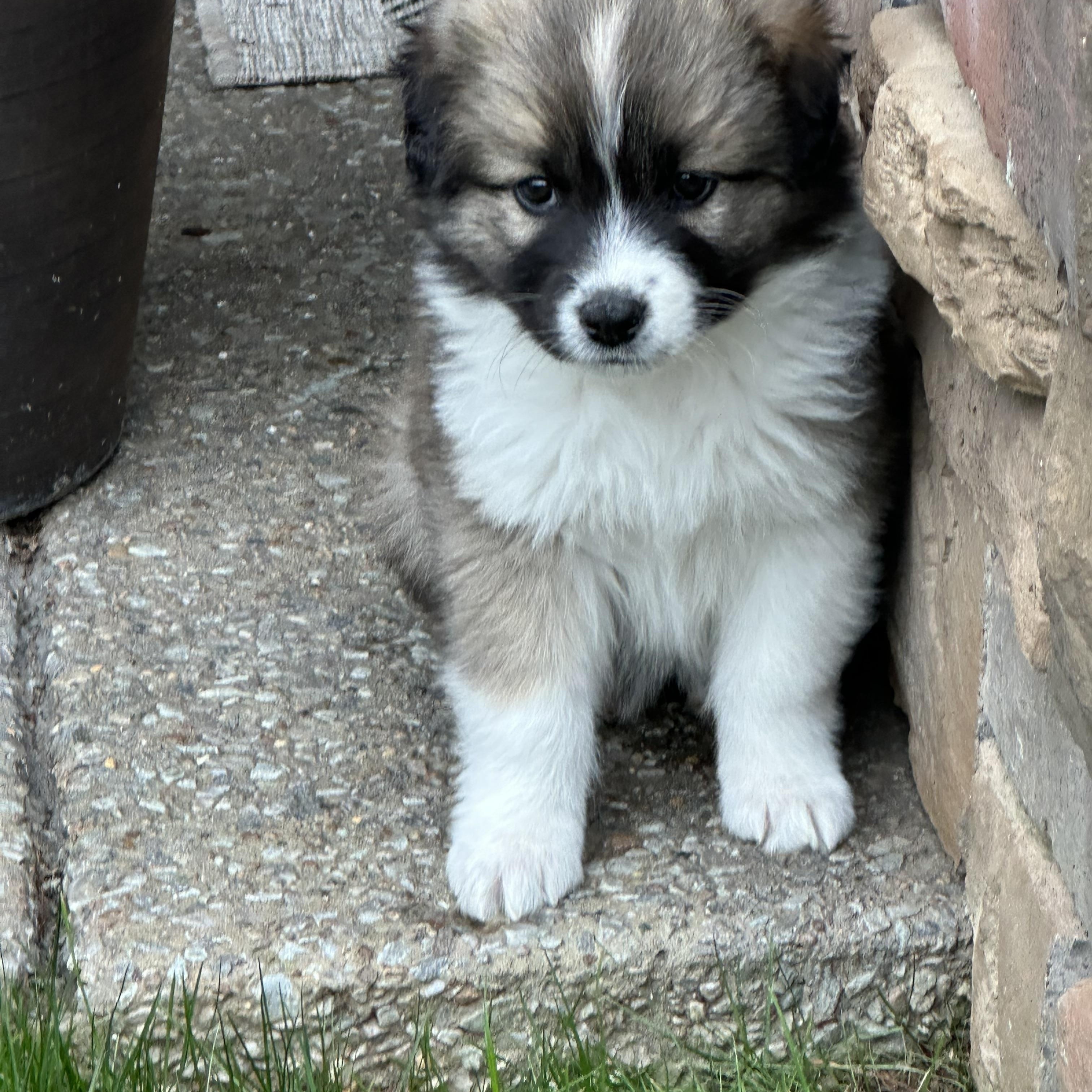 Enlarge Crimbo, a ADOPTABLE mixed breed in Thompson's Station, TN image 2/2