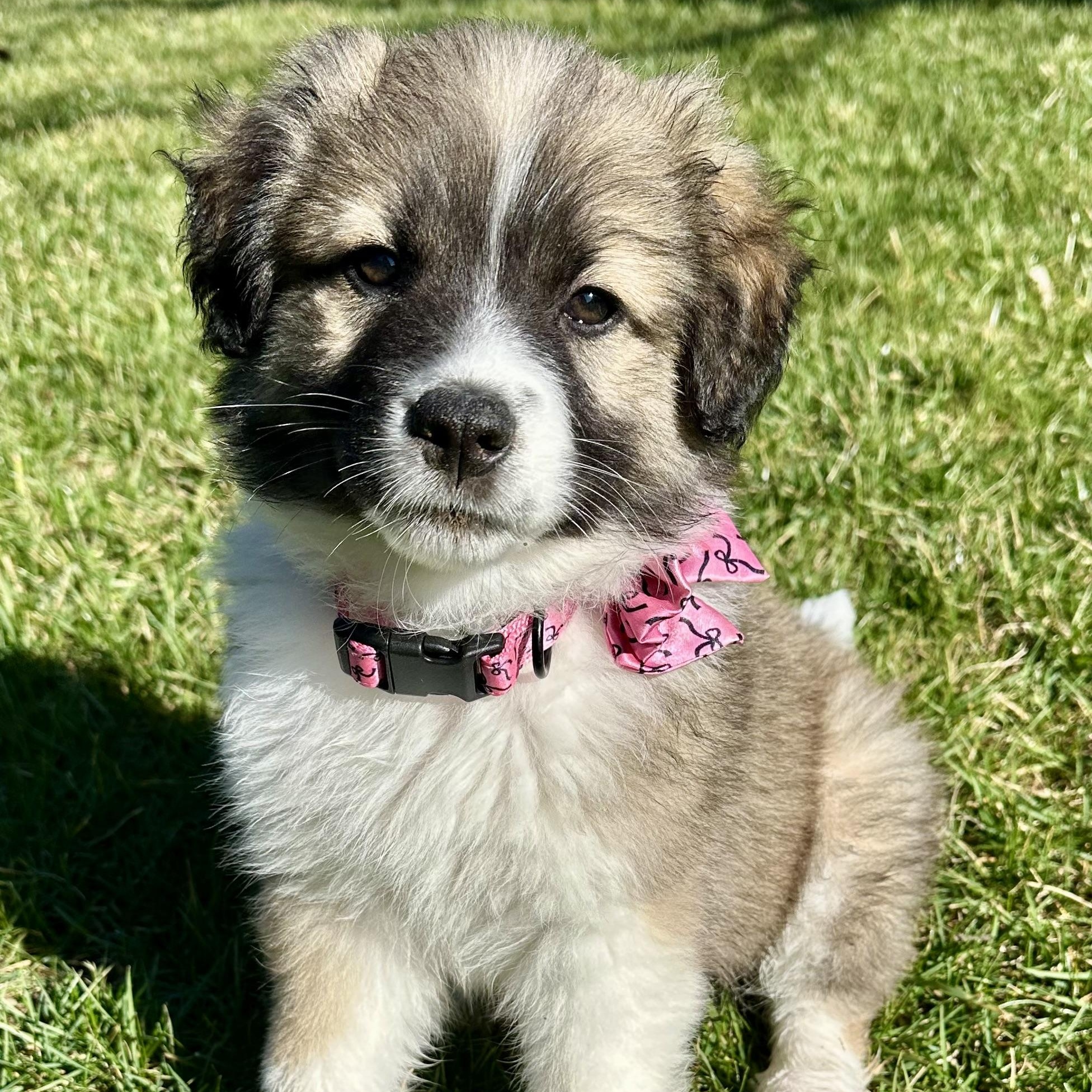 Crimbo, ADOPTABLE, Puppy Female Australian Shepherd & Collie.