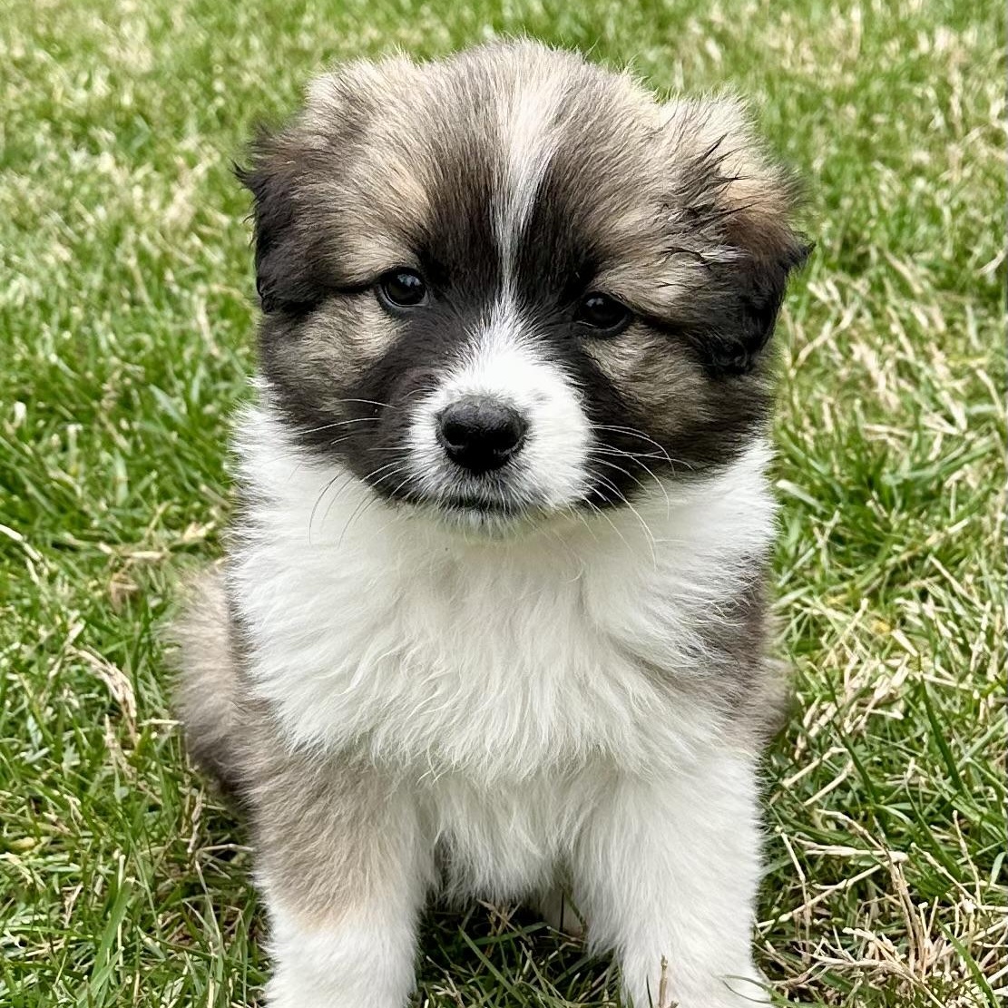 Crimbo, ADOPTABLE, Puppy Female Australian Shepherd & Collie.
