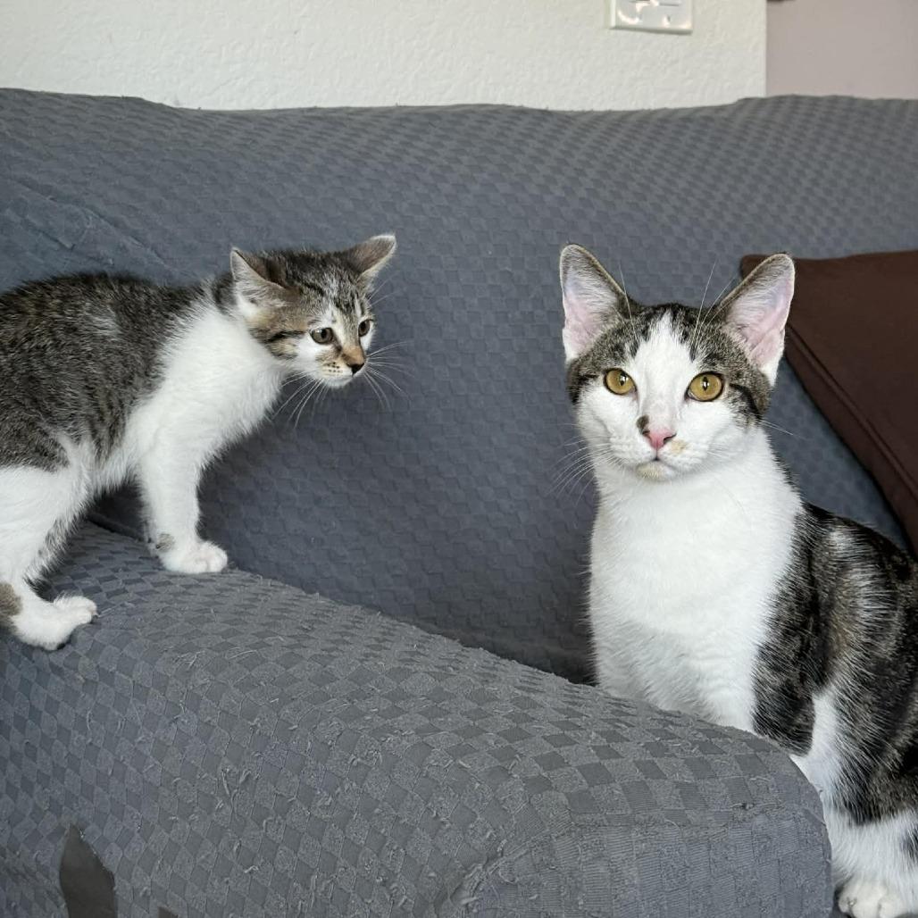 Enlarge Figure, a Adoptable Domestic Short Hair in Escondido, CA image 1/6