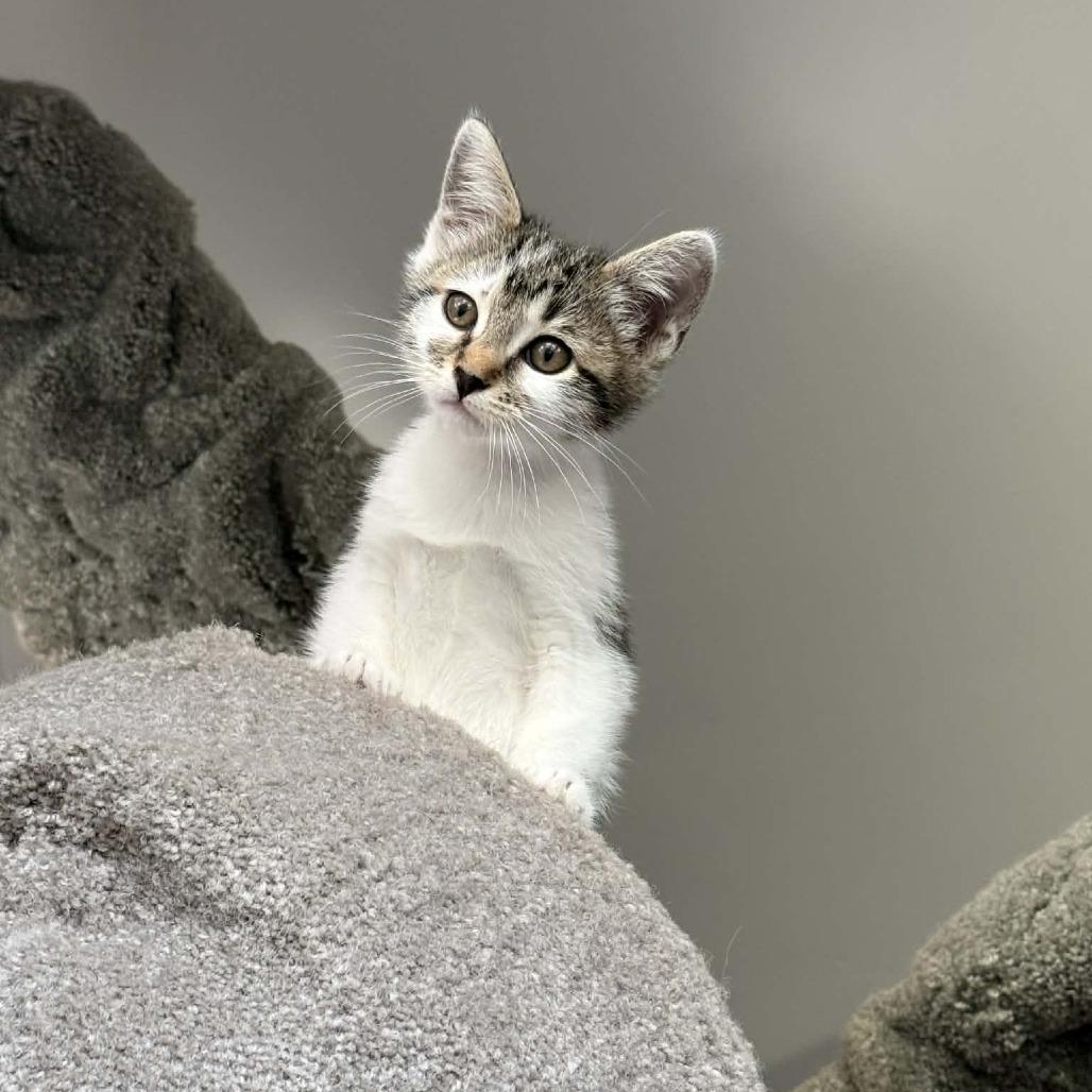 Enlarge Figure, a Adoptable Domestic Short Hair in Escondido, CA image 2/6