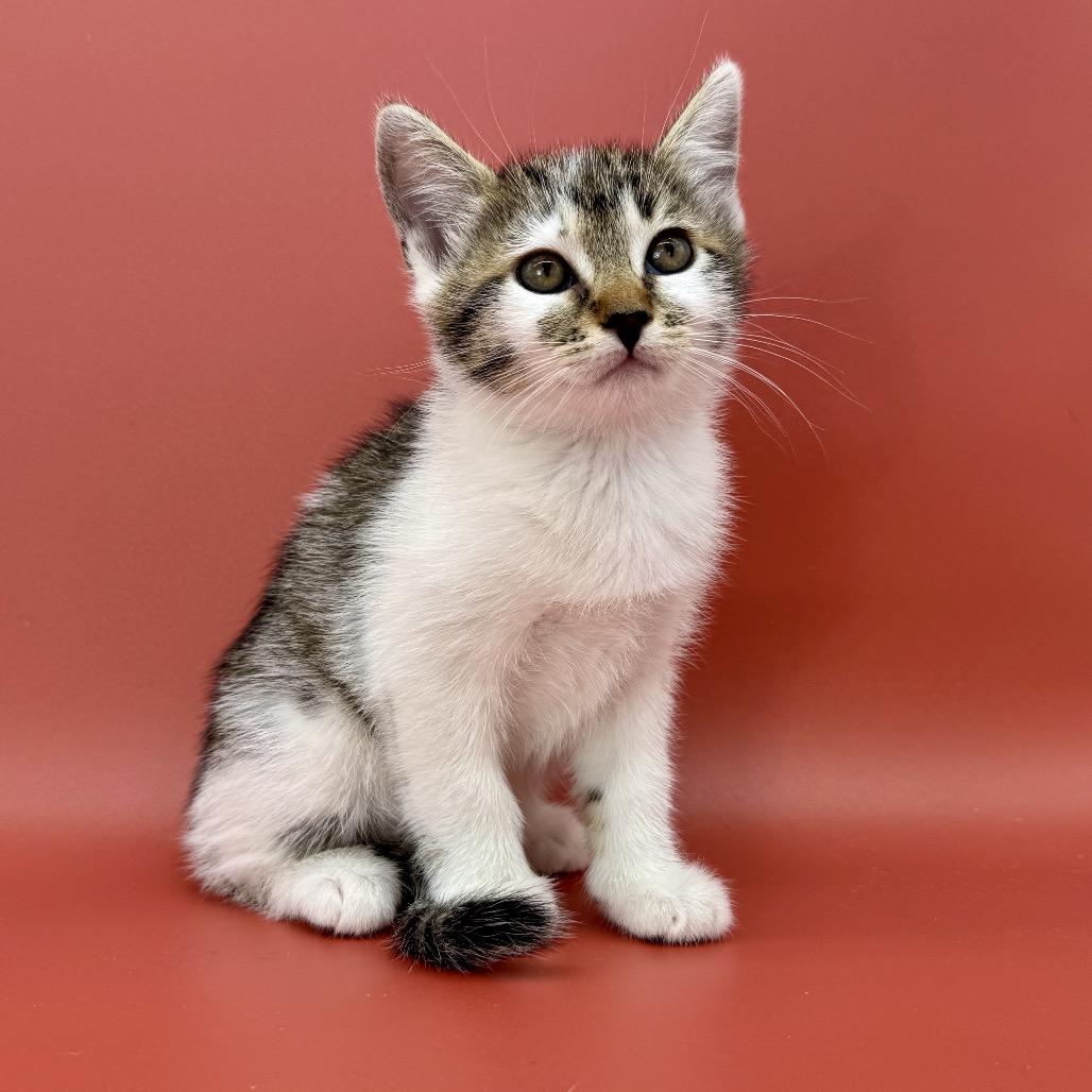 Enlarge Figure, a Adoptable Domestic Short Hair in Escondido, CA image 4/6