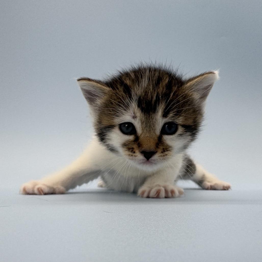 Enlarge Figure, a Adoptable Domestic Short Hair in Escondido, CA image 5/6