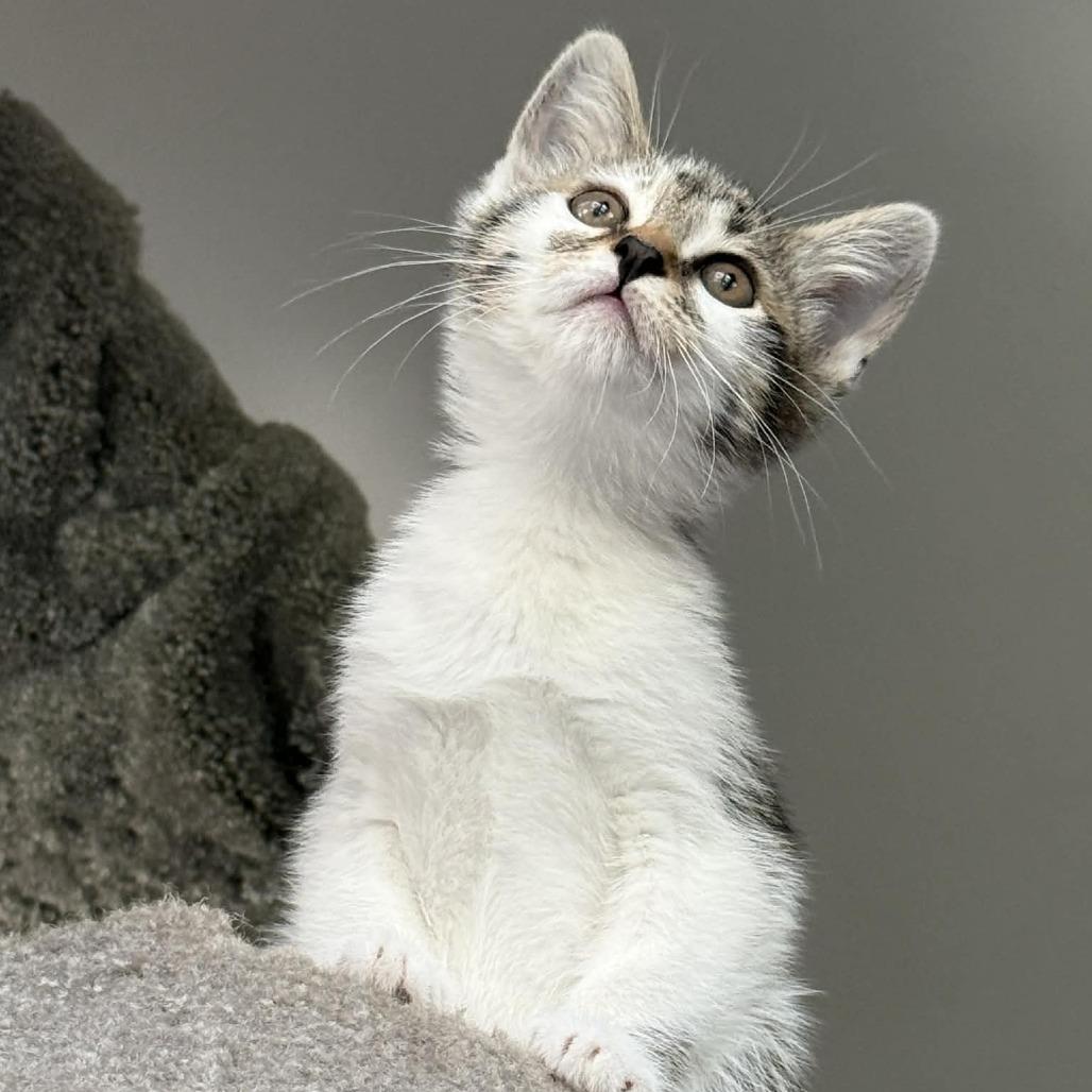 Enlarge Figure, a Adoptable Domestic Short Hair in Escondido, CA image 6/6