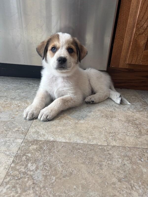 Enlarge Denver, a Adoptable mixed breed in Alma, WI image 1/4