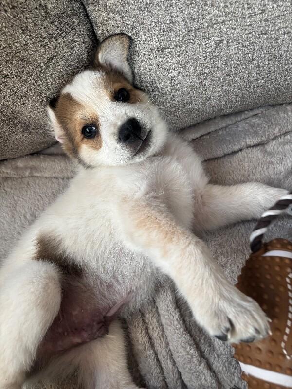 Enlarge Denver, a Adoptable mixed breed in Alma, WI image 3/4