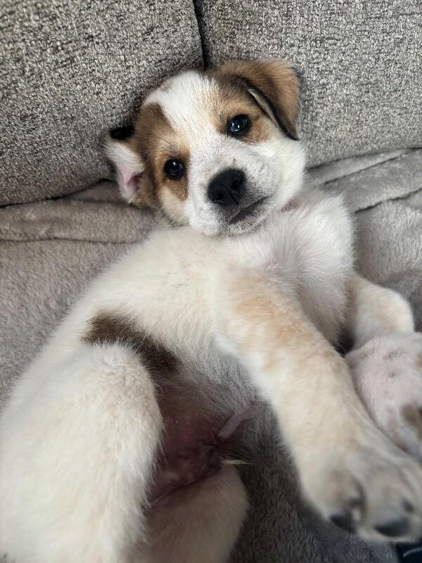 Enlarge Denver, a Adoptable mixed breed in Alma, WI image 4/4