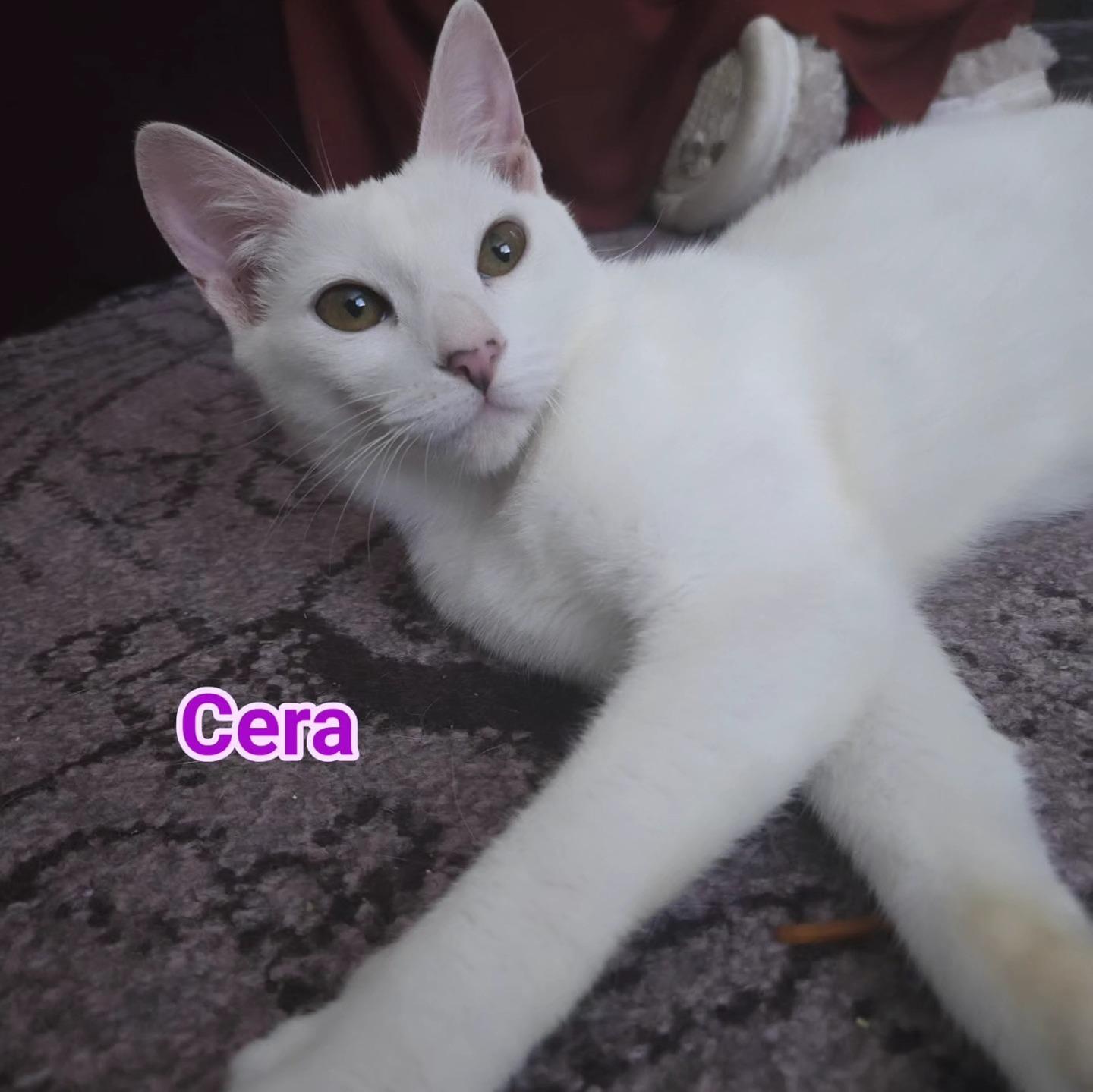 Spike and Cera (Bonded Pair), a Adoptable mixed breed in Concord, CA image 2/3