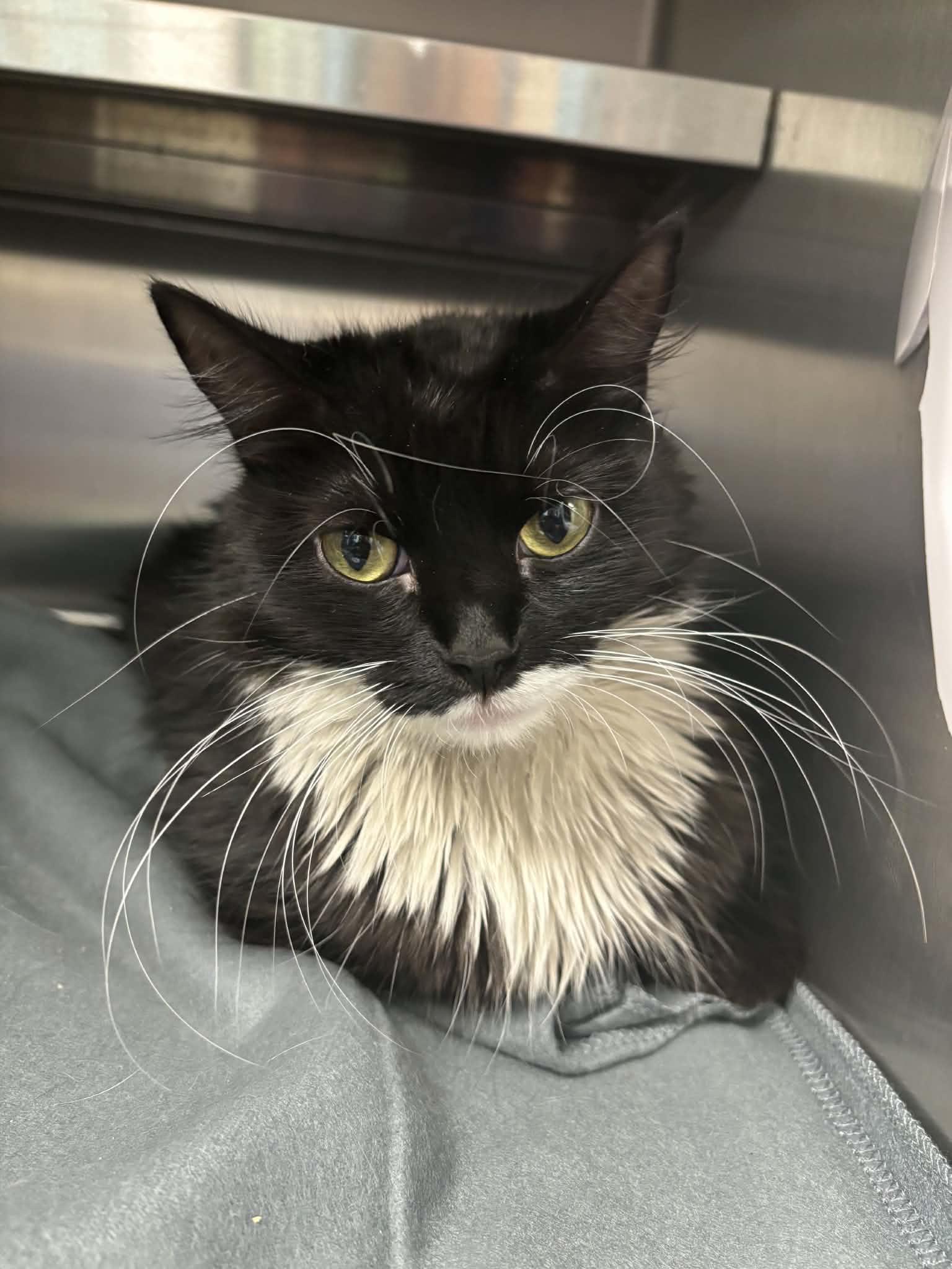 England, an adopted Domestic Long Hair in Liberty, MO image 3/3