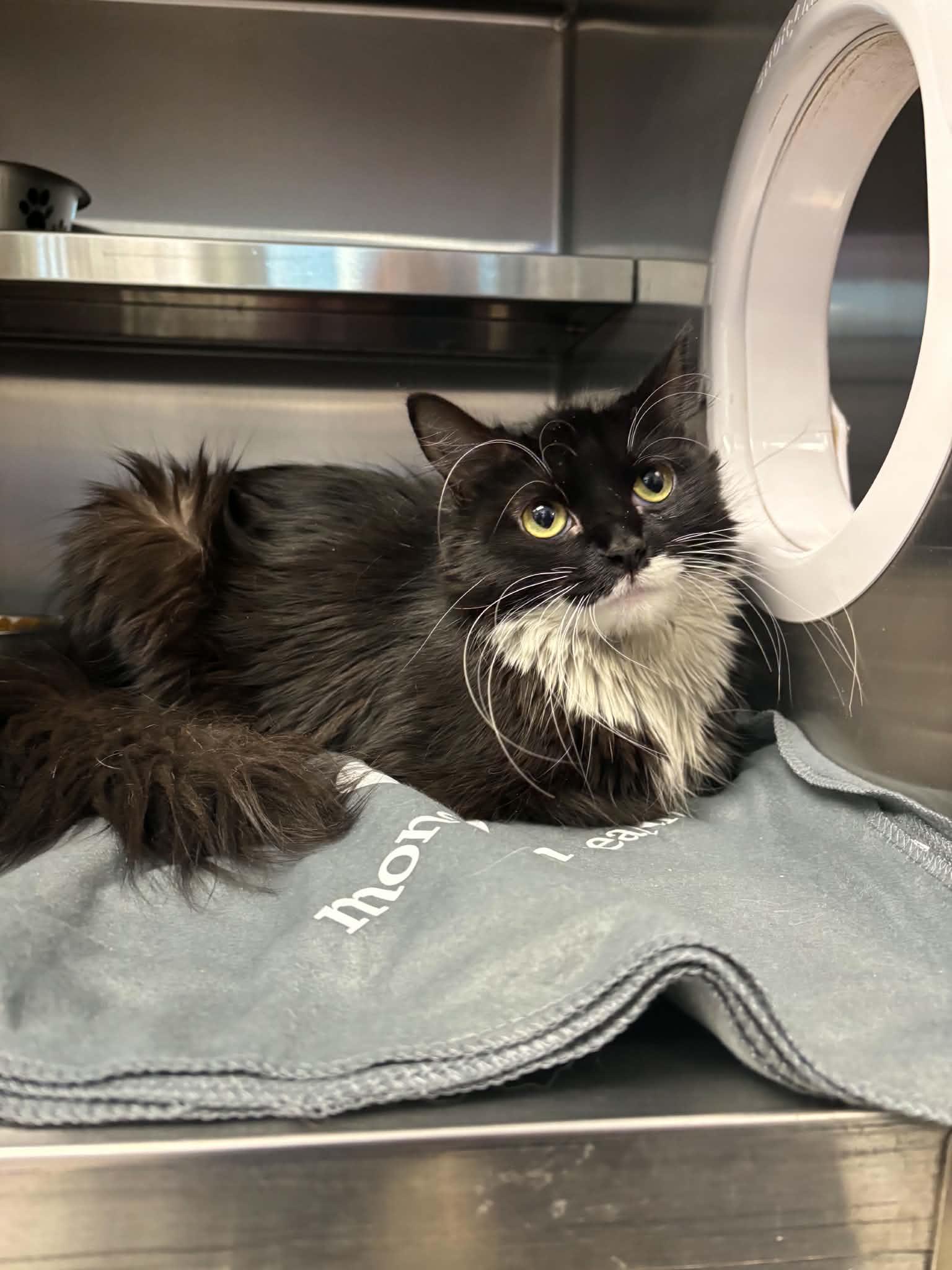 England, an adopted Domestic Long Hair in Liberty, MO image 1/3