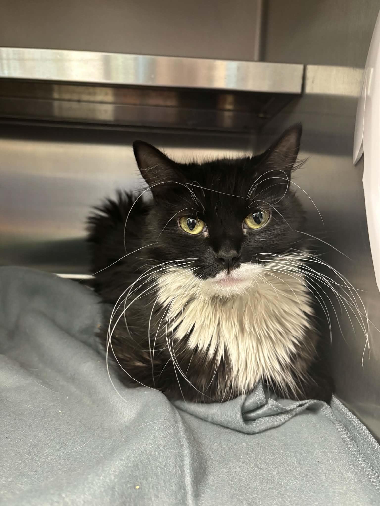 England, an adopted Domestic Long Hair in Liberty, MO image 2/3