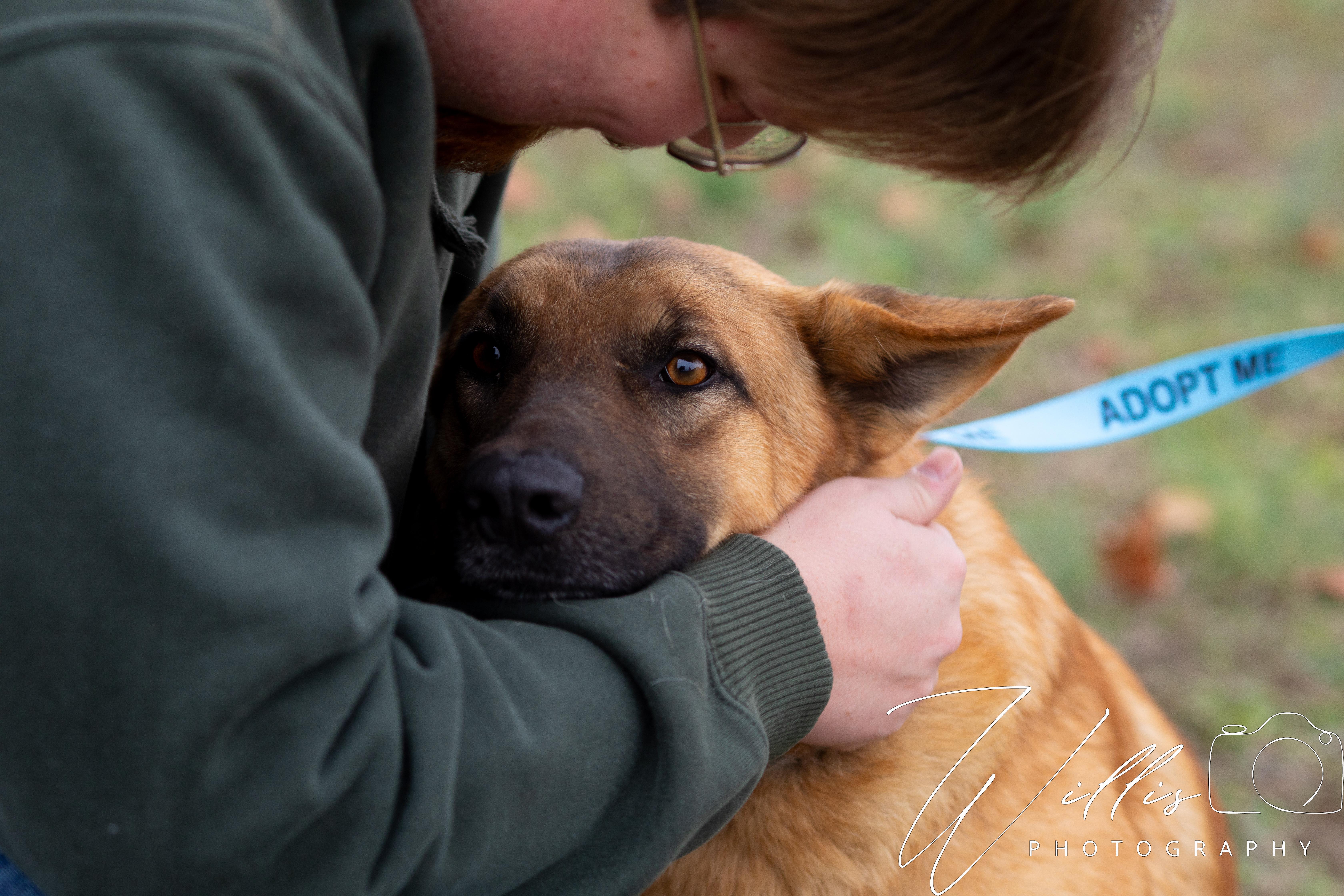 Tippy , ADOPTABLE, Young Male German Shepherd Dog.