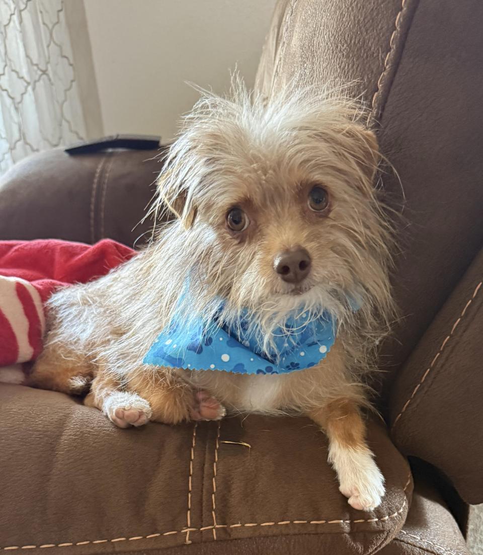 Dash, an adopted mixed breed in Kuna, ID image 2/3