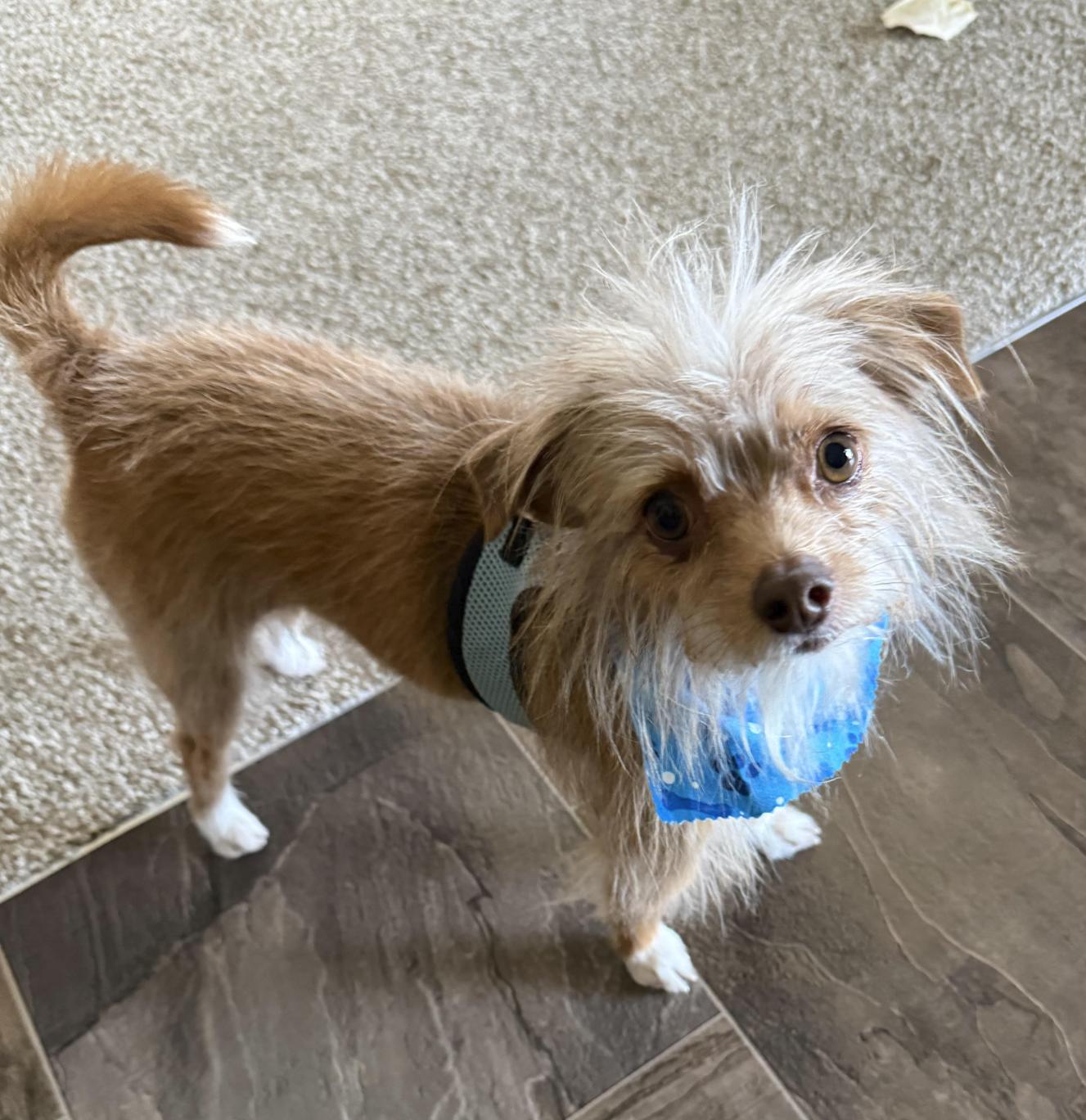 Dash, adopted, Adult Male Cairn Terrier & Chihuahua.