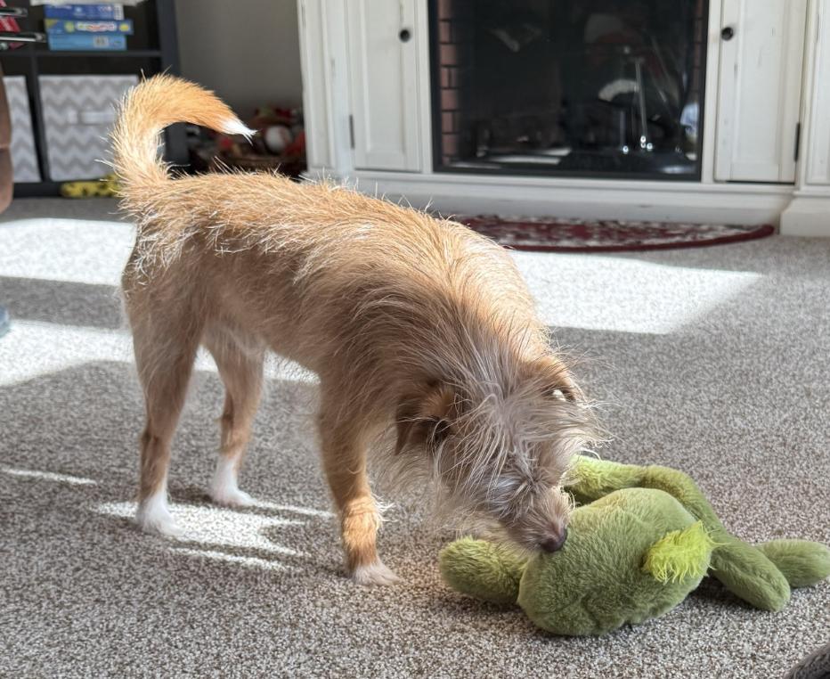 Dash, an adopted mixed breed in Kuna, ID image 3/3