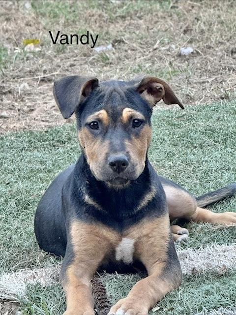 Vandy, Adopted, Puppy Female Labrador Retriever.