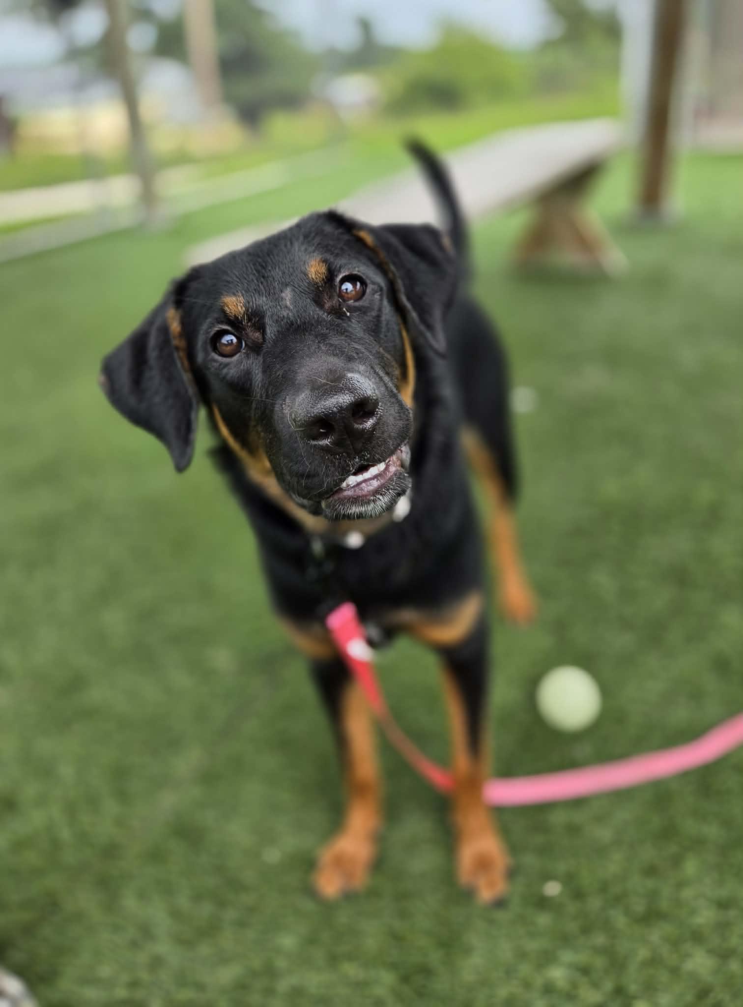 Fiona, a ADOPTABLE mixed breed in Sparta, WI image 4/5