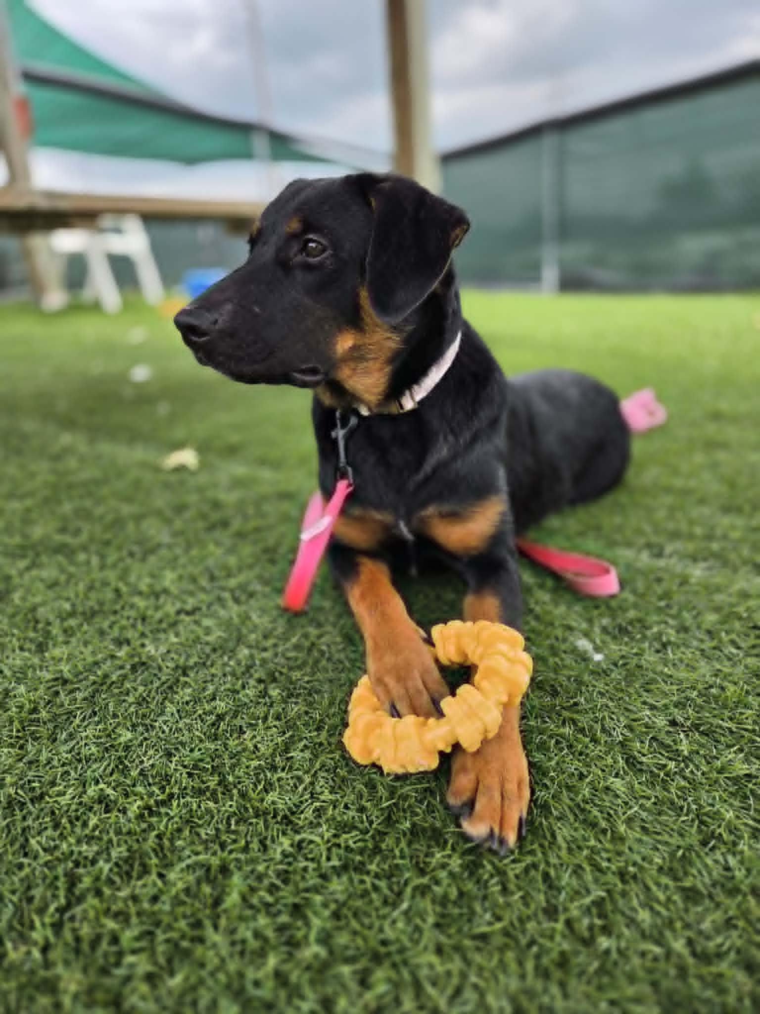 Fiona, a ADOPTABLE mixed breed in Sparta, WI image 3/5