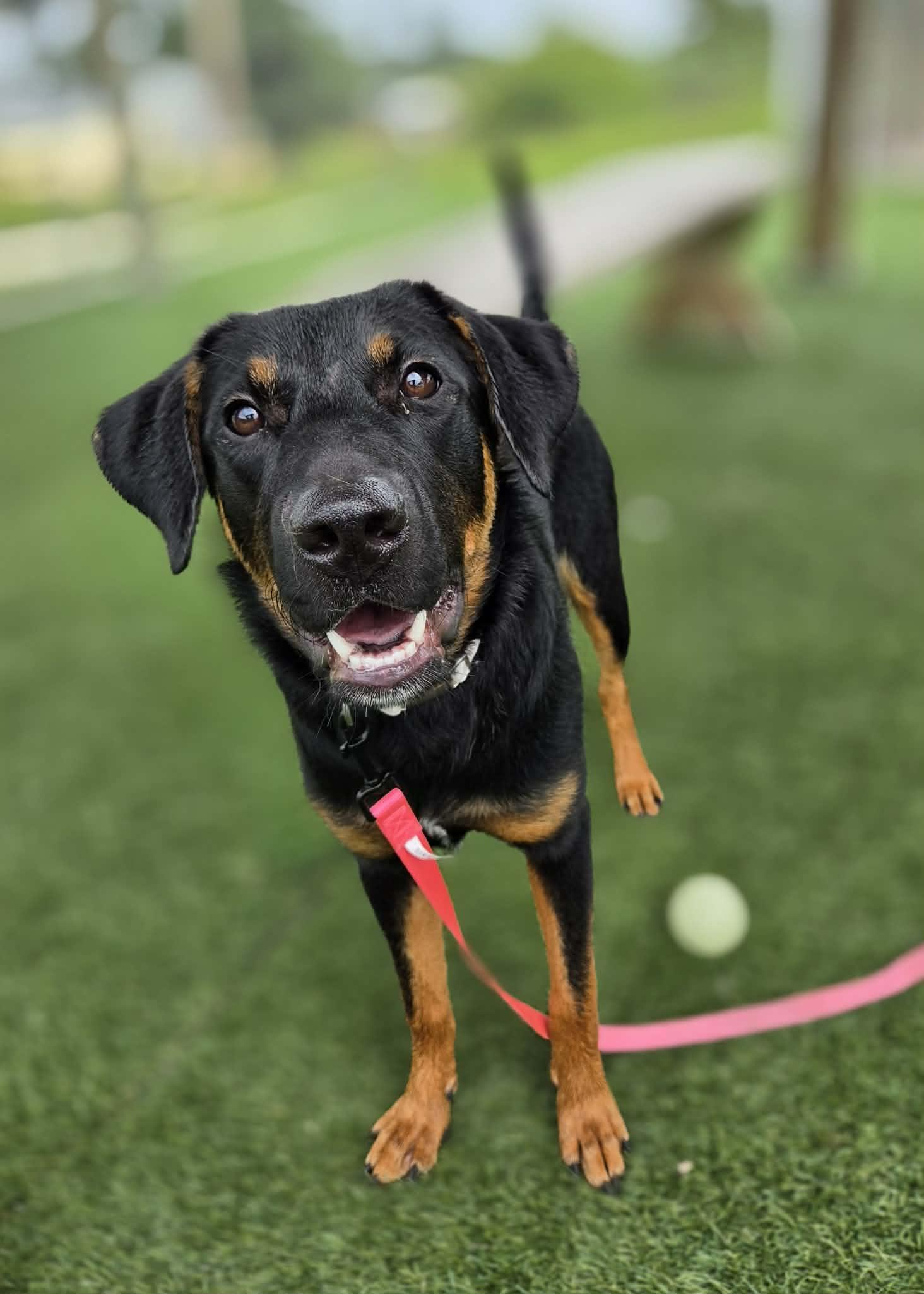 Fiona, ADOPTABLE, Young Female Shepherd & Hound.