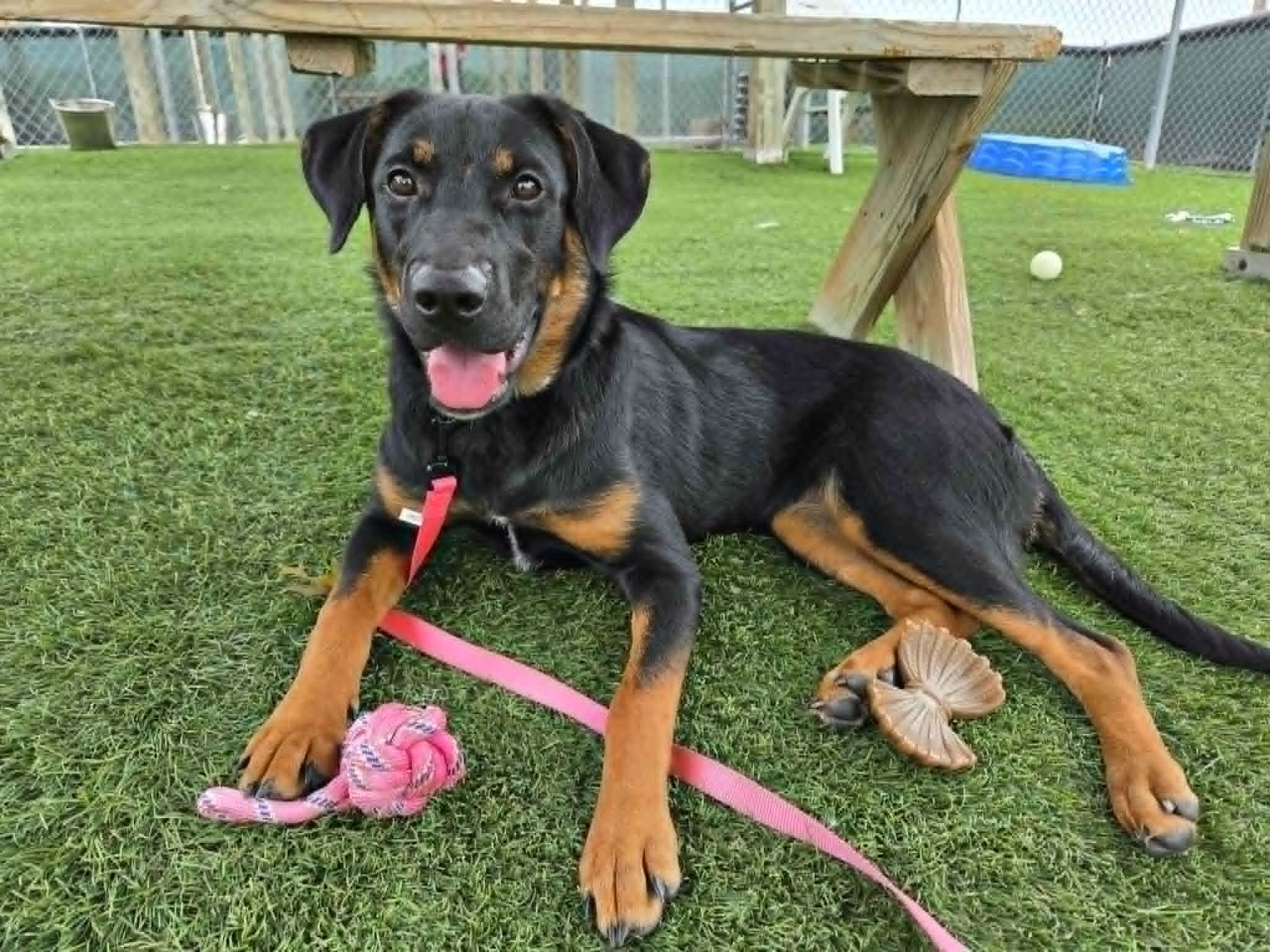 Fiona, a ADOPTABLE mixed breed in Sparta, WI image 5/5