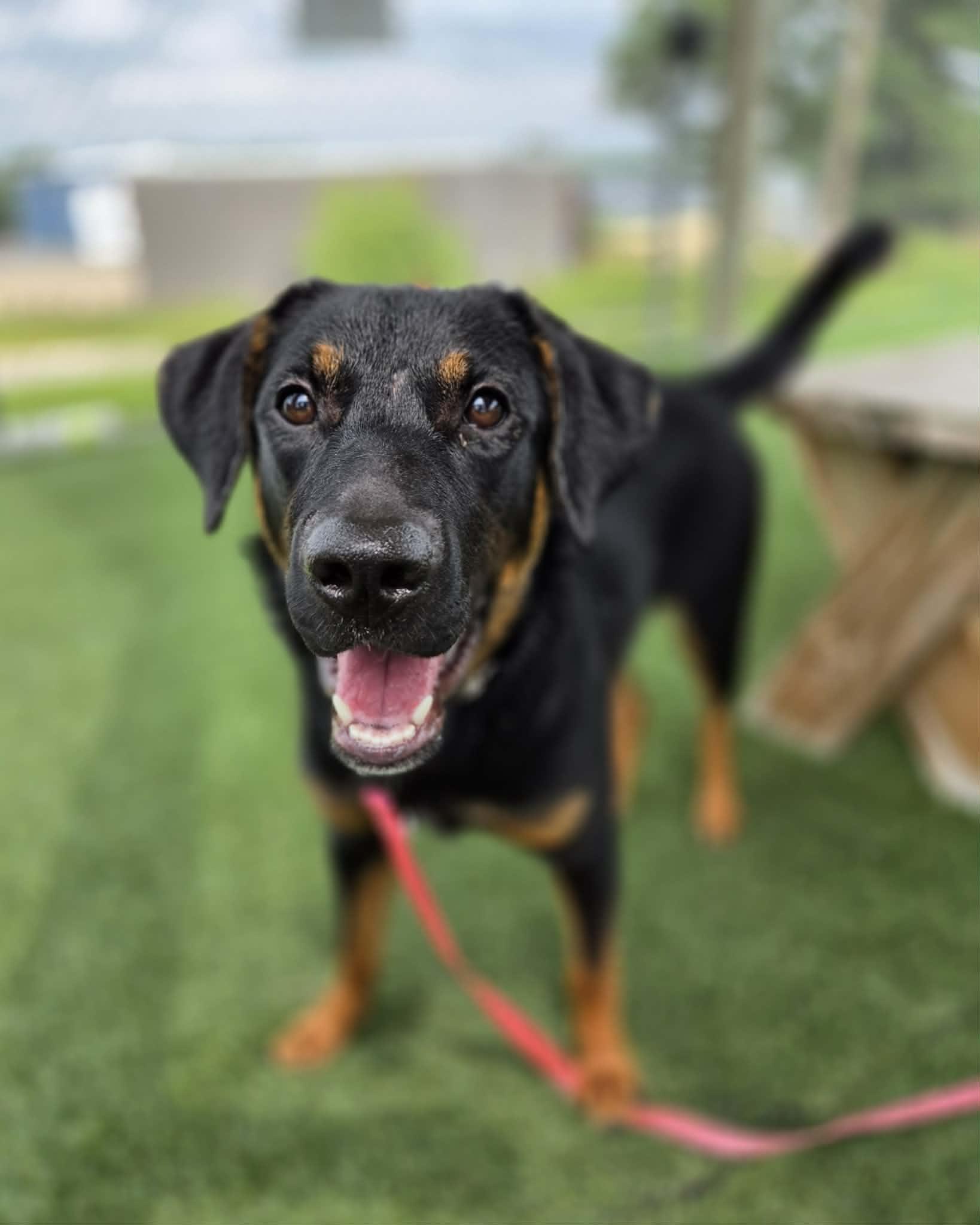 Fiona, a ADOPTABLE mixed breed in Sparta, WI image 2/5