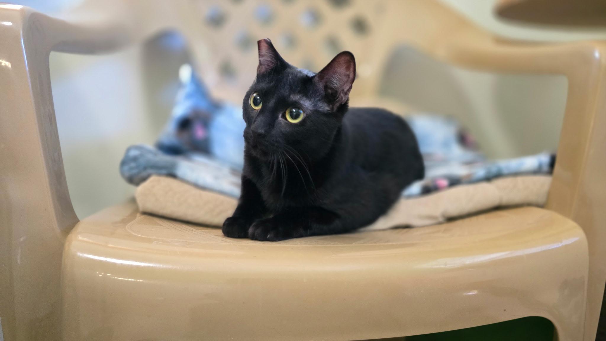 Enlarge Bellatrix, a ADOPTABLE Domestic Short Hair in Lincoln, IL image 2/2