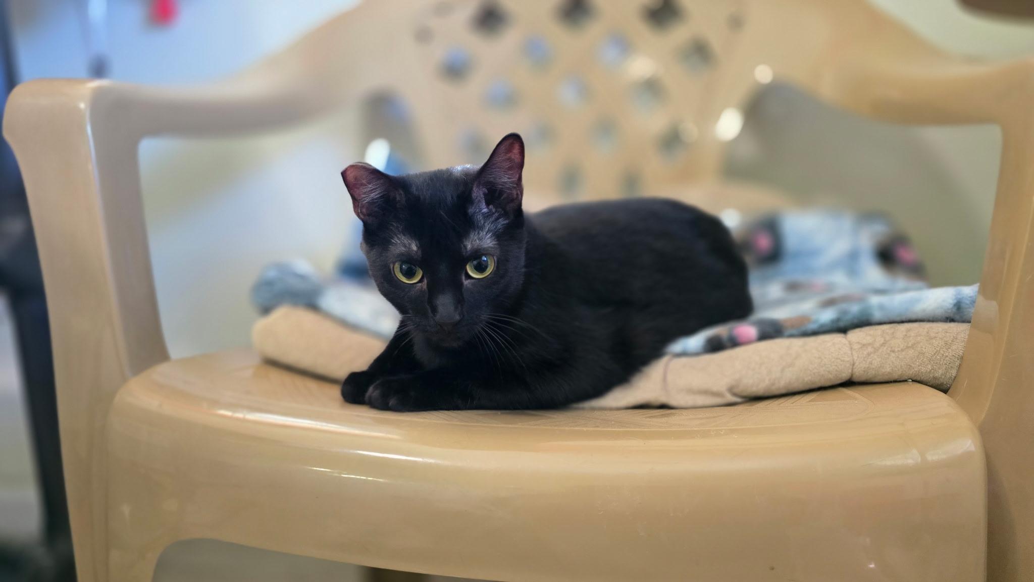 Enlarge Bellatrix, a ADOPTABLE Domestic Short Hair in Lincoln, IL image 1/2