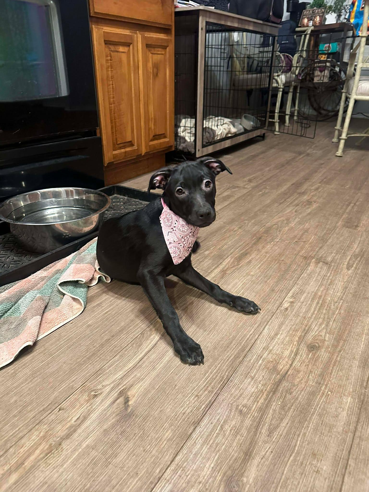 Enlarge Lottie Deno , a ADOPTABLE mixed breed in Kiowa, OK image 6/6