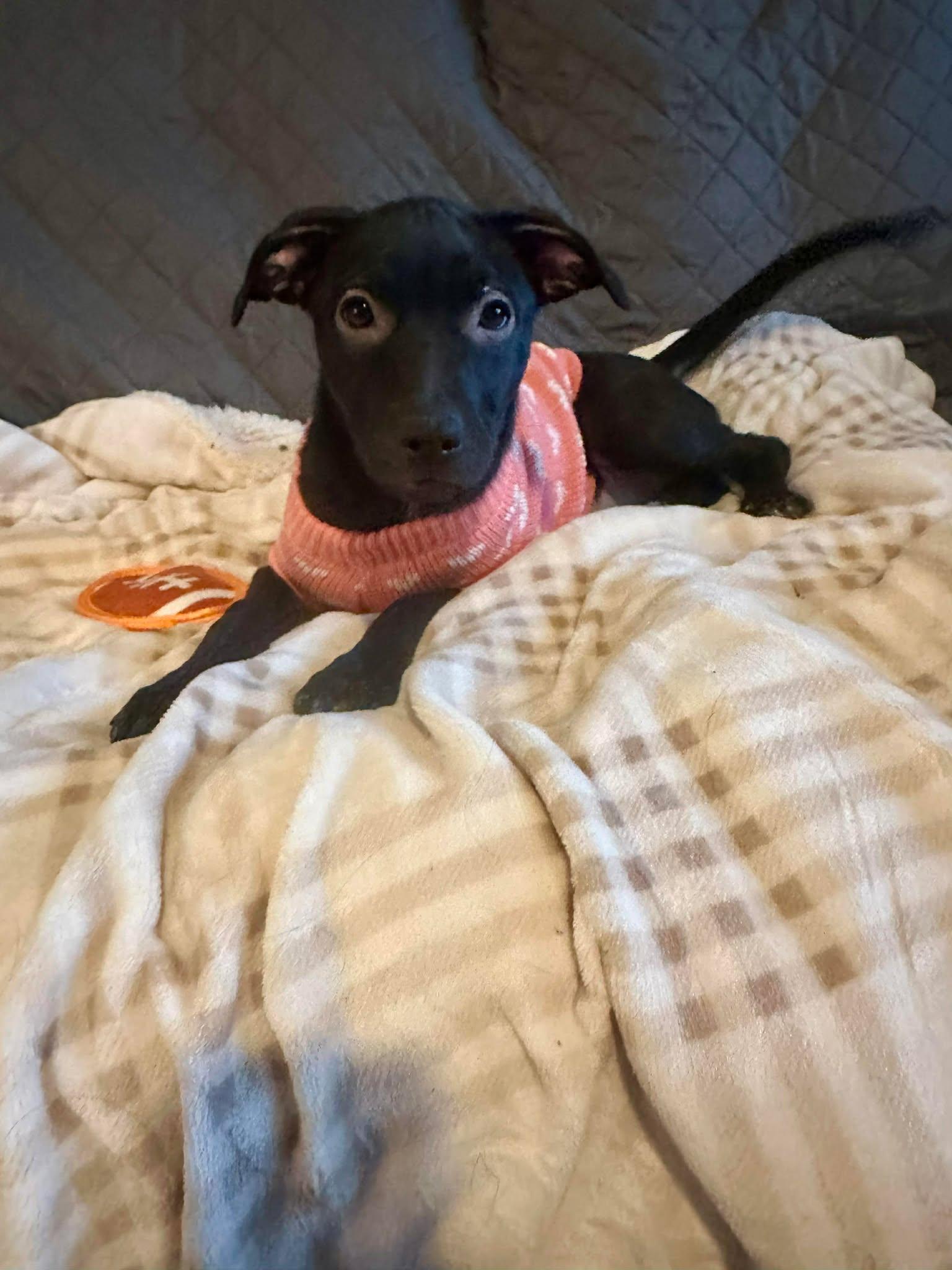 Enlarge Lottie Deno , a ADOPTABLE mixed breed in Kiowa, OK image 5/6