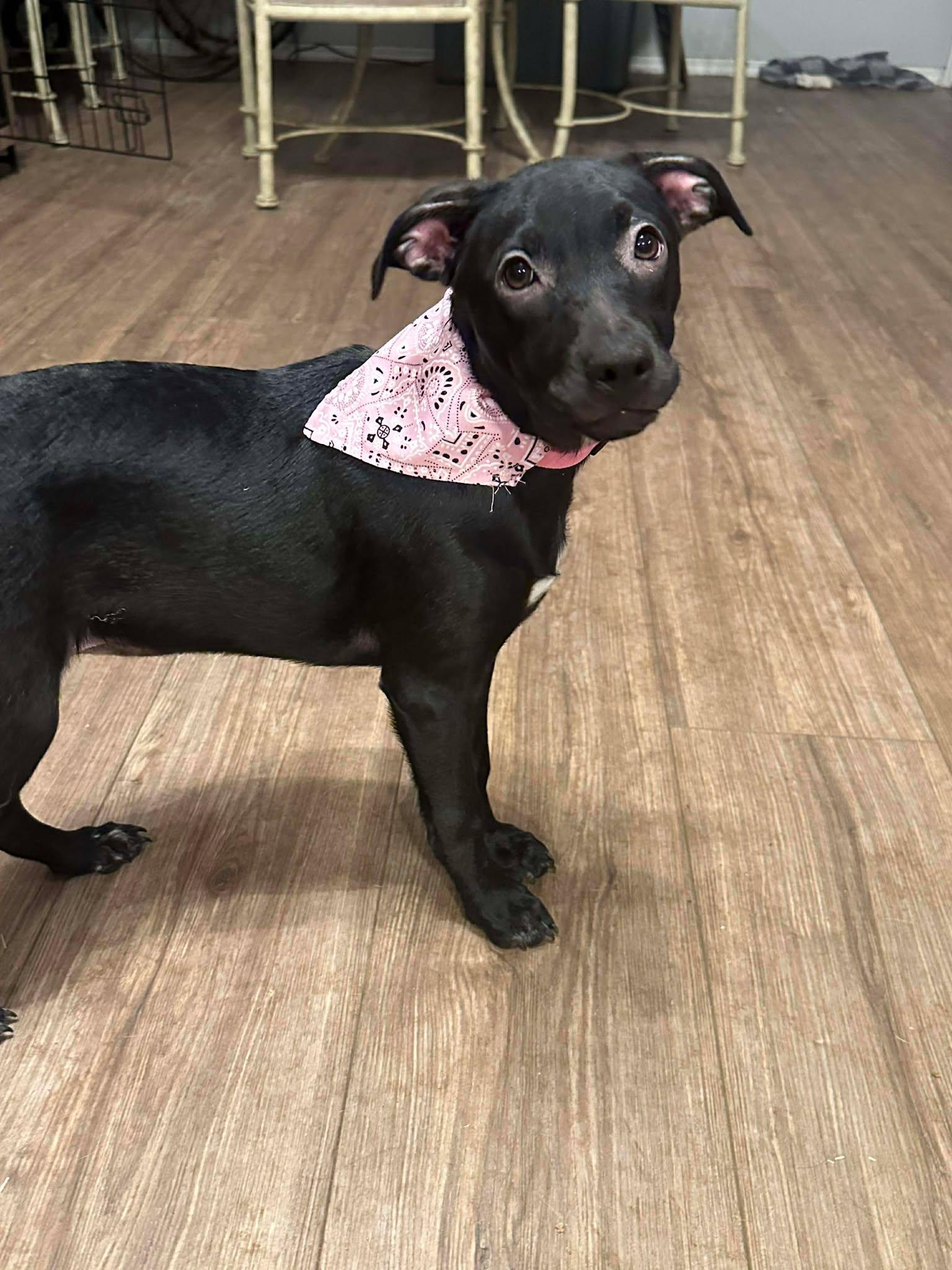 Enlarge Lottie Deno , a ADOPTABLE mixed breed in Kiowa, OK image 2/6