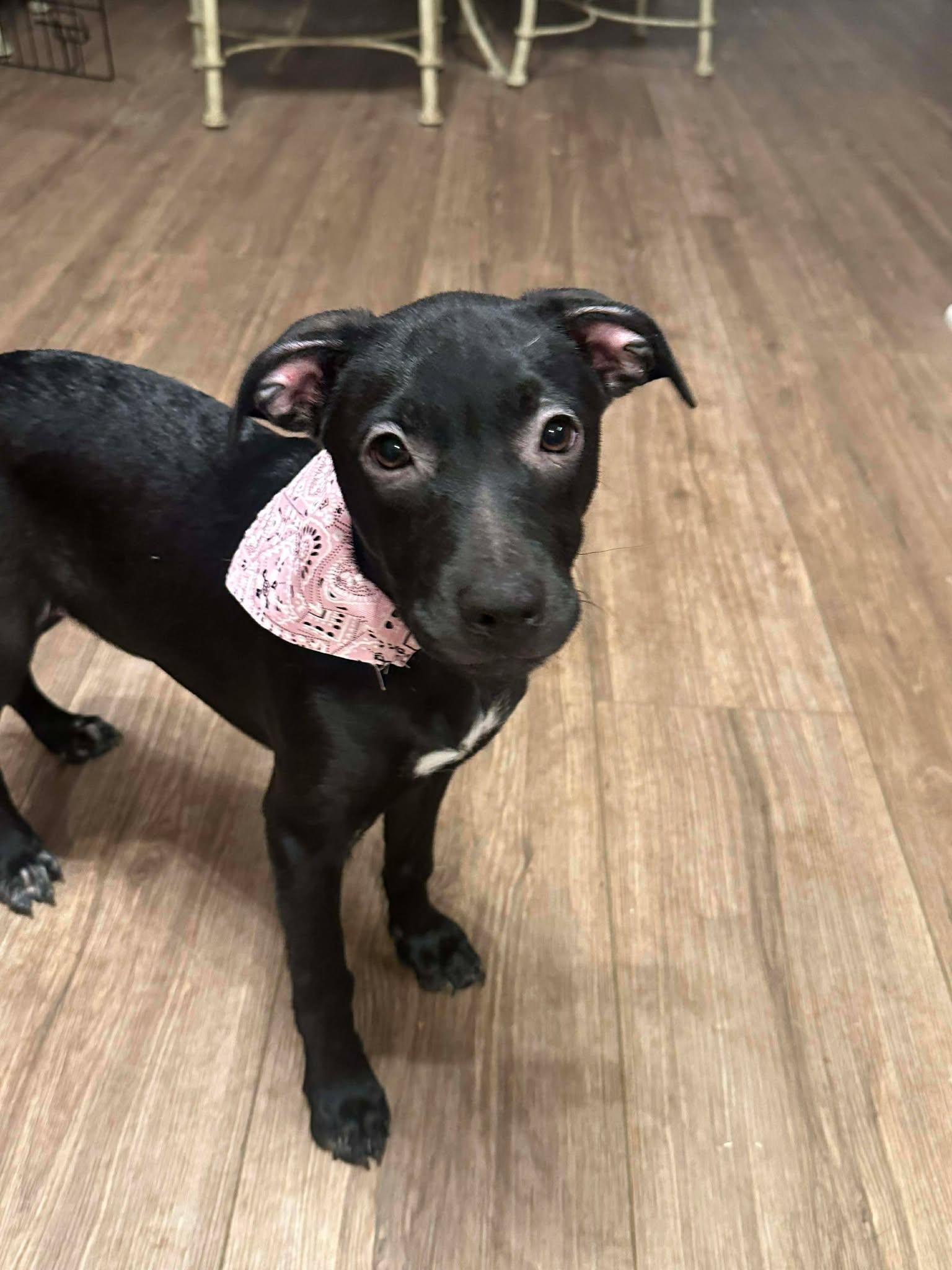 Lottie Deno , ADOPTABLE, Puppy Female Labrador Retriever & Border Collie.