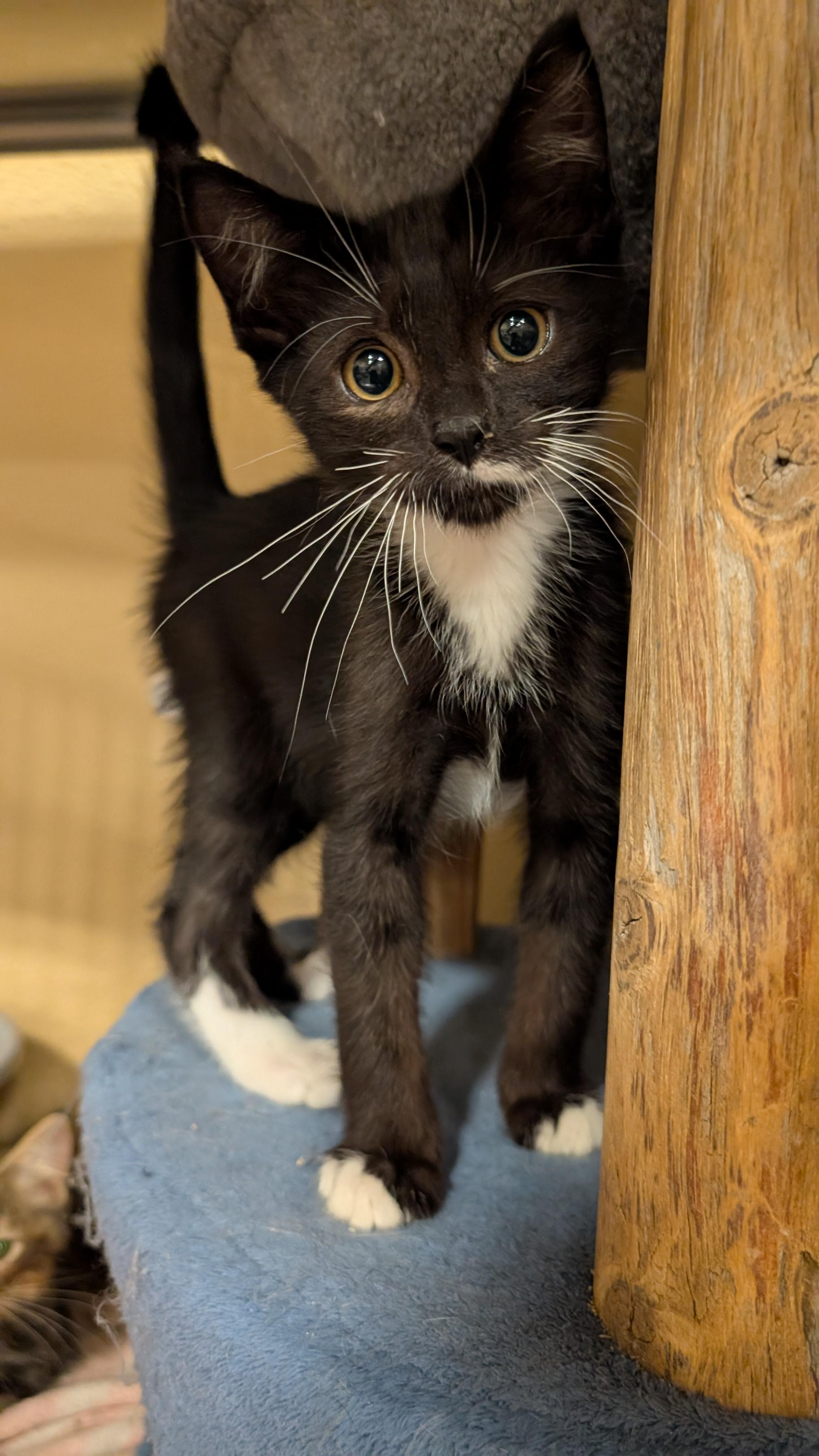 Enlarge Barrett, a Adoptable Domestic Short Hair in Missoula, MT image 1/1