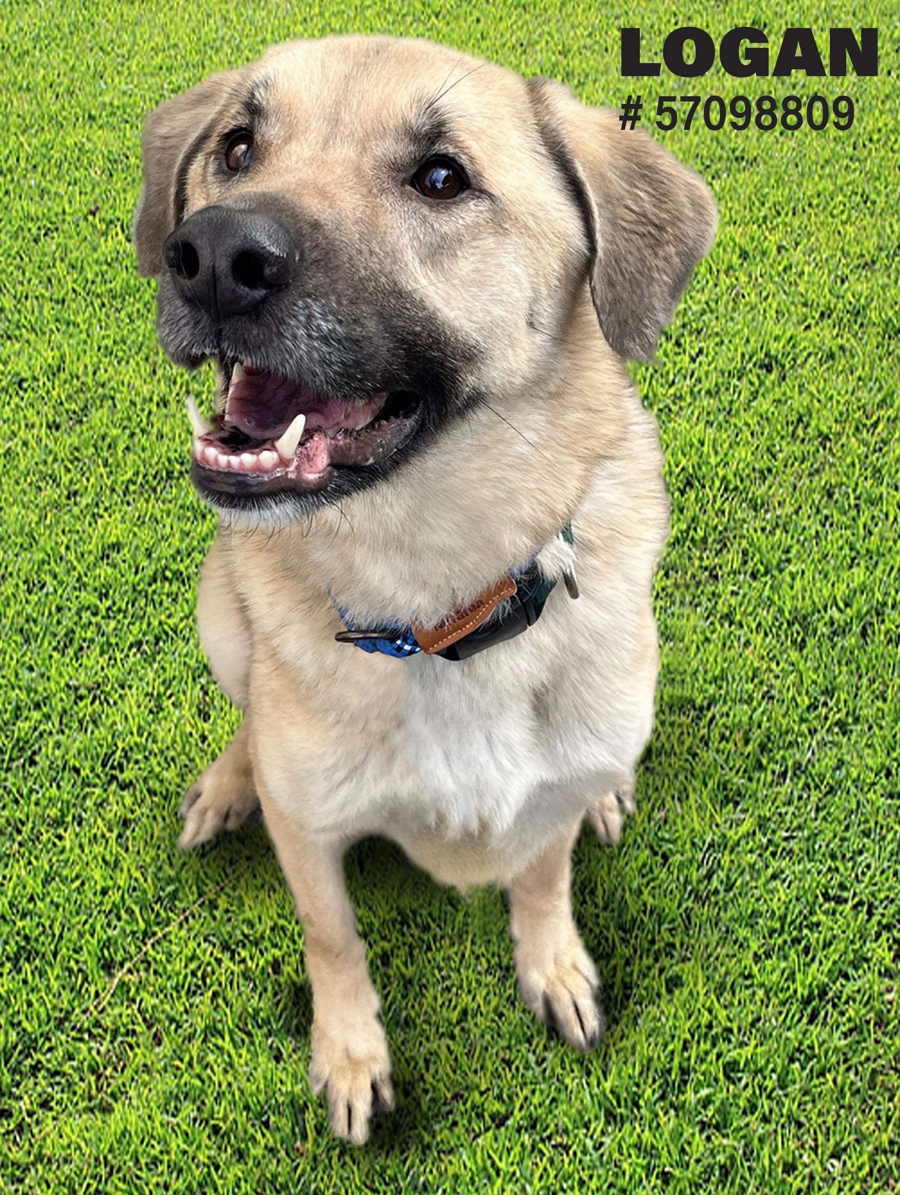 Logan, Young Male German Shepherd Dog