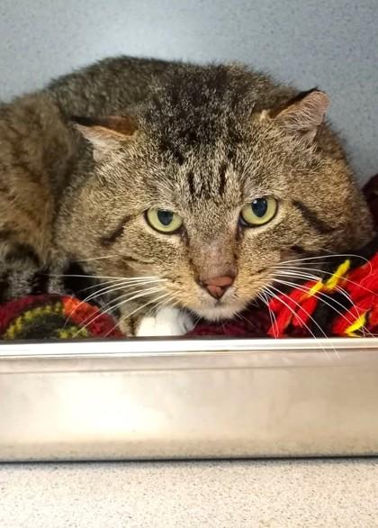 Enlarge Quack Sparrow (Barn Cat), a Adoptable mixed breed in Waupaca, WI image 1/1