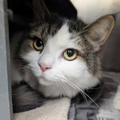 Nomi, Adoptable, Senior Female Domestic Long Hair & Mixed Breed.