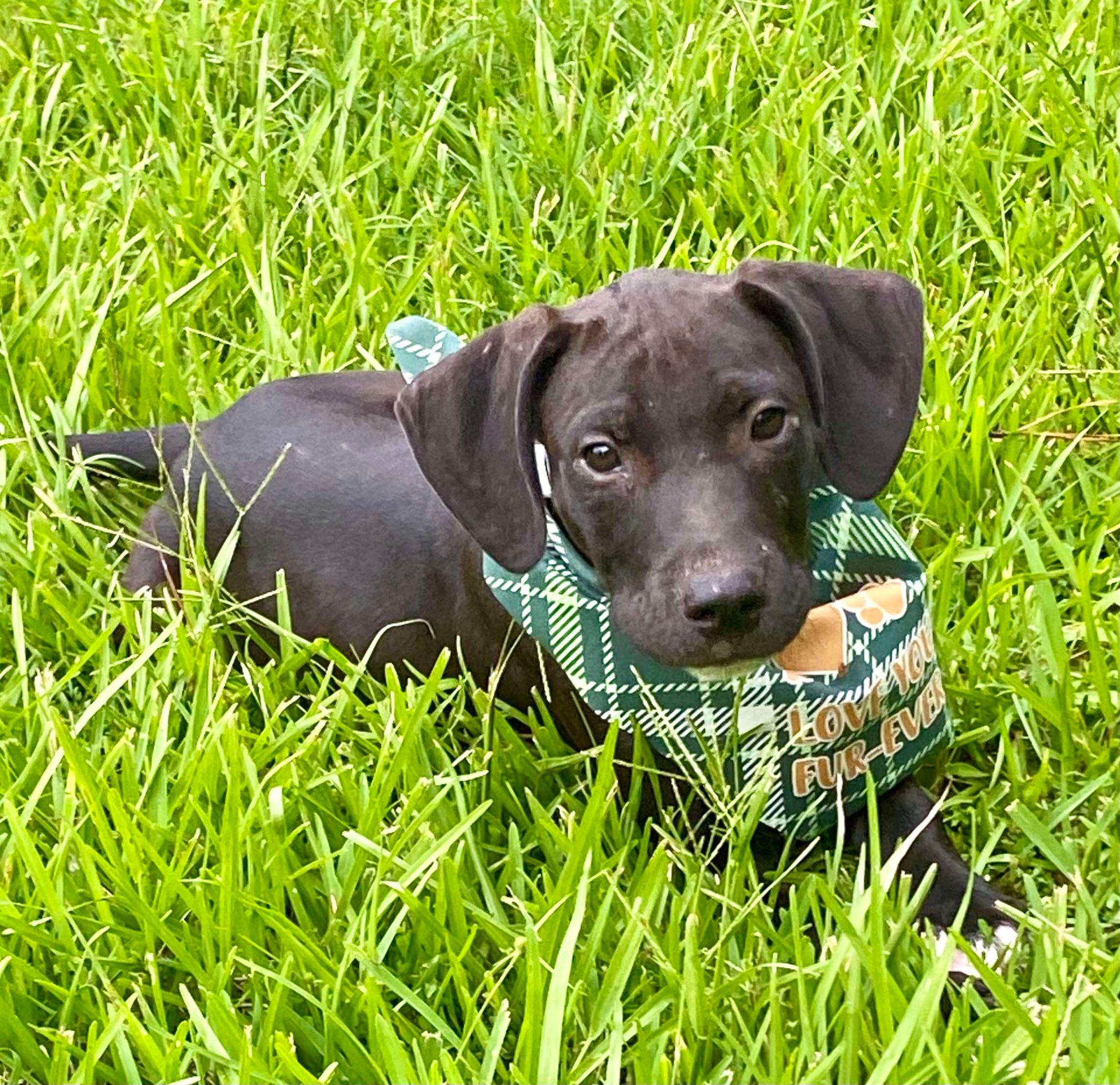 Henry *HERE IN NH*