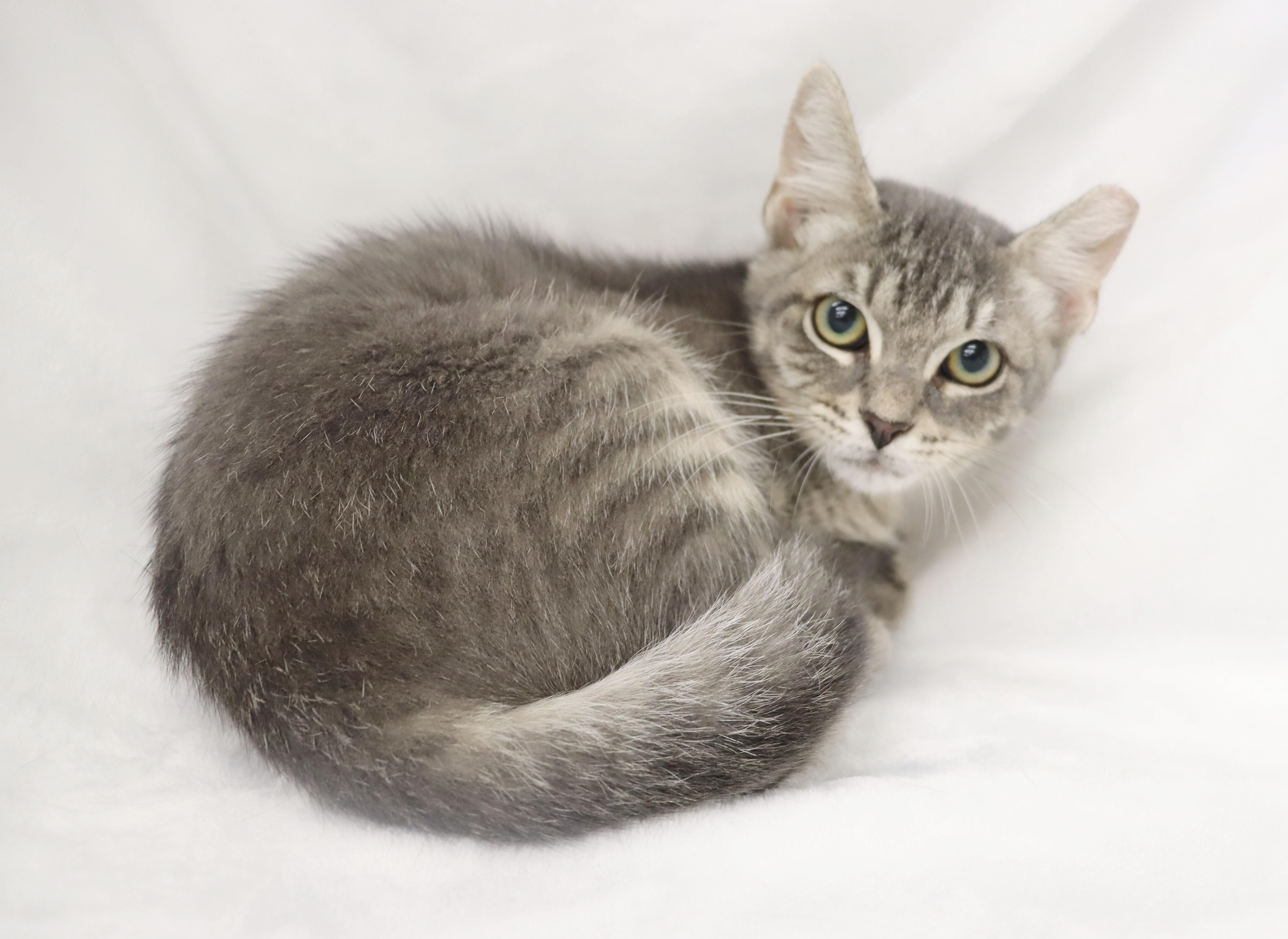 Precious - Gray Tabby Kitten, a ADOPTABLE mixed breed in League City, TX image 3/5