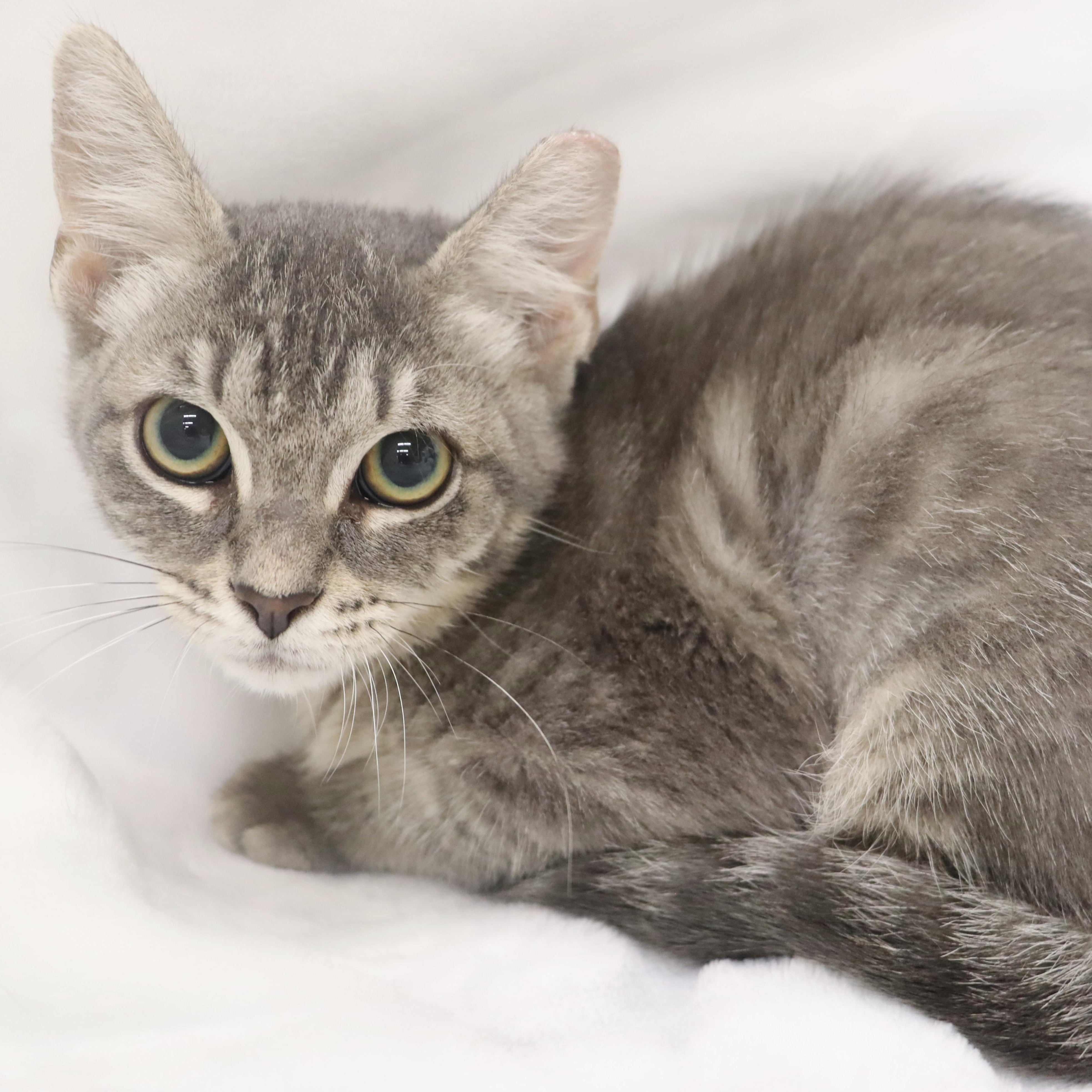 Precious - Gray Tabby Kitten, a ADOPTABLE mixed breed in League City, TX image 4/5