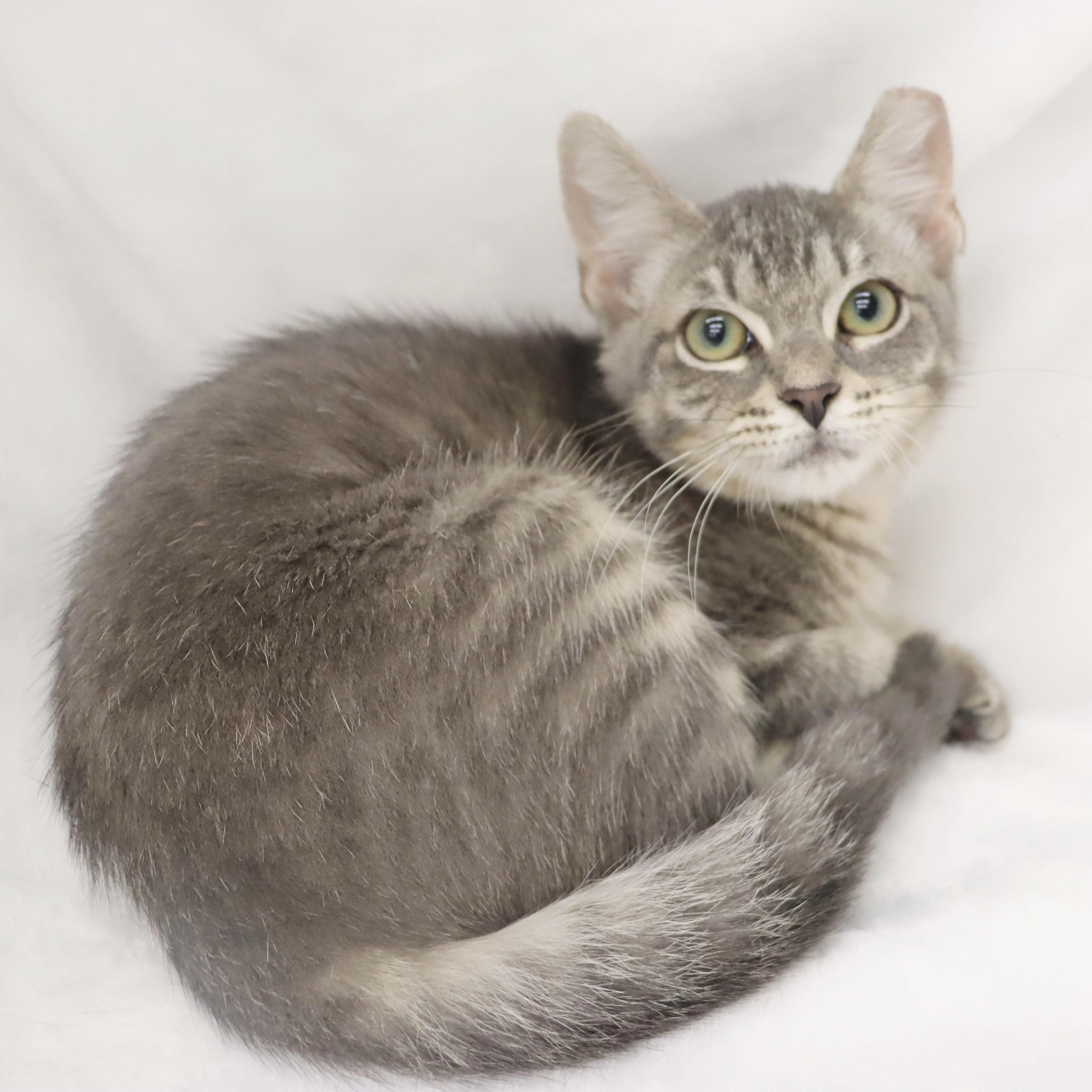 Precious - Gray Tabby Kitten, a ADOPTABLE mixed breed in League City, TX image 2/5